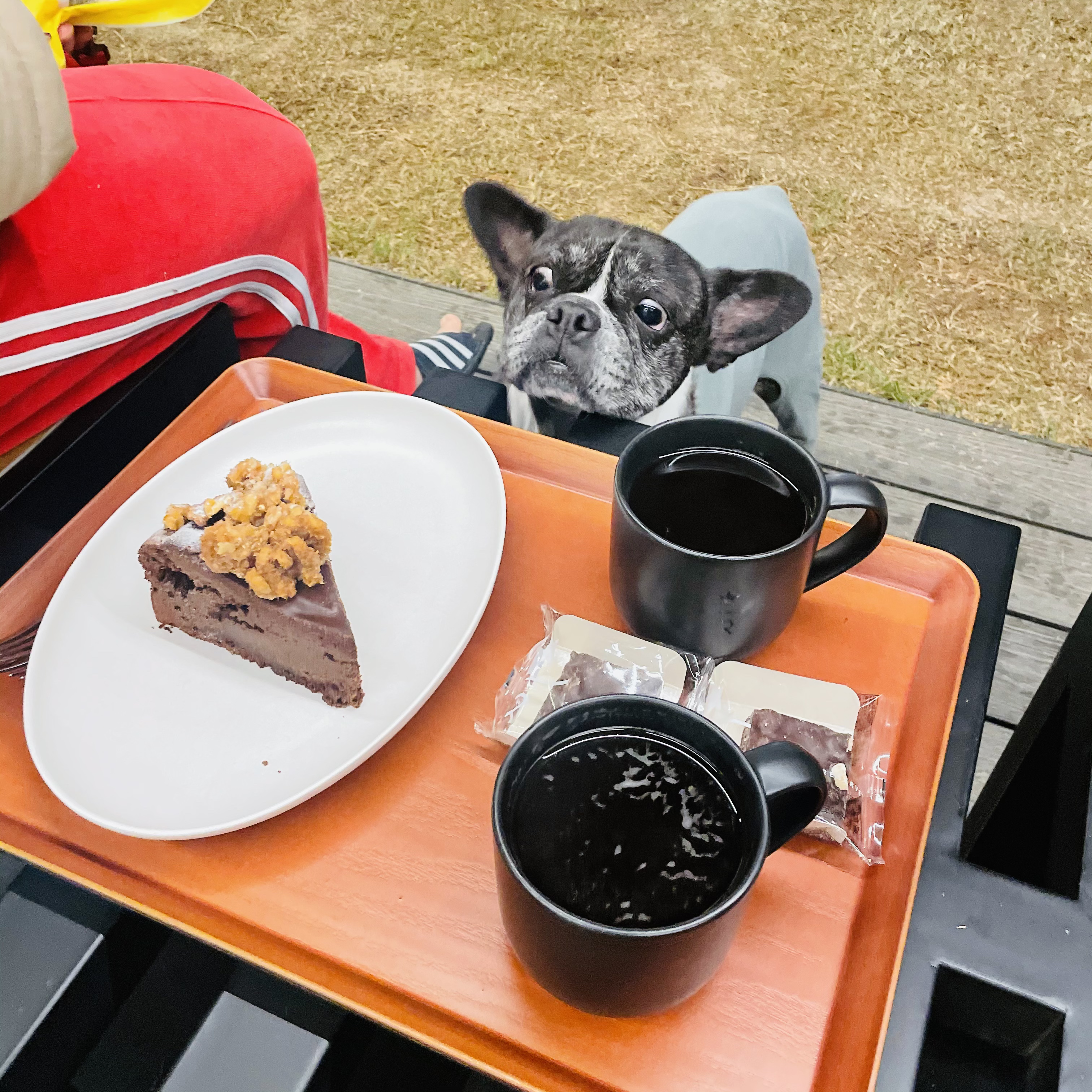 호이 임보 일기 ❤️ (벽강보호소 구조)