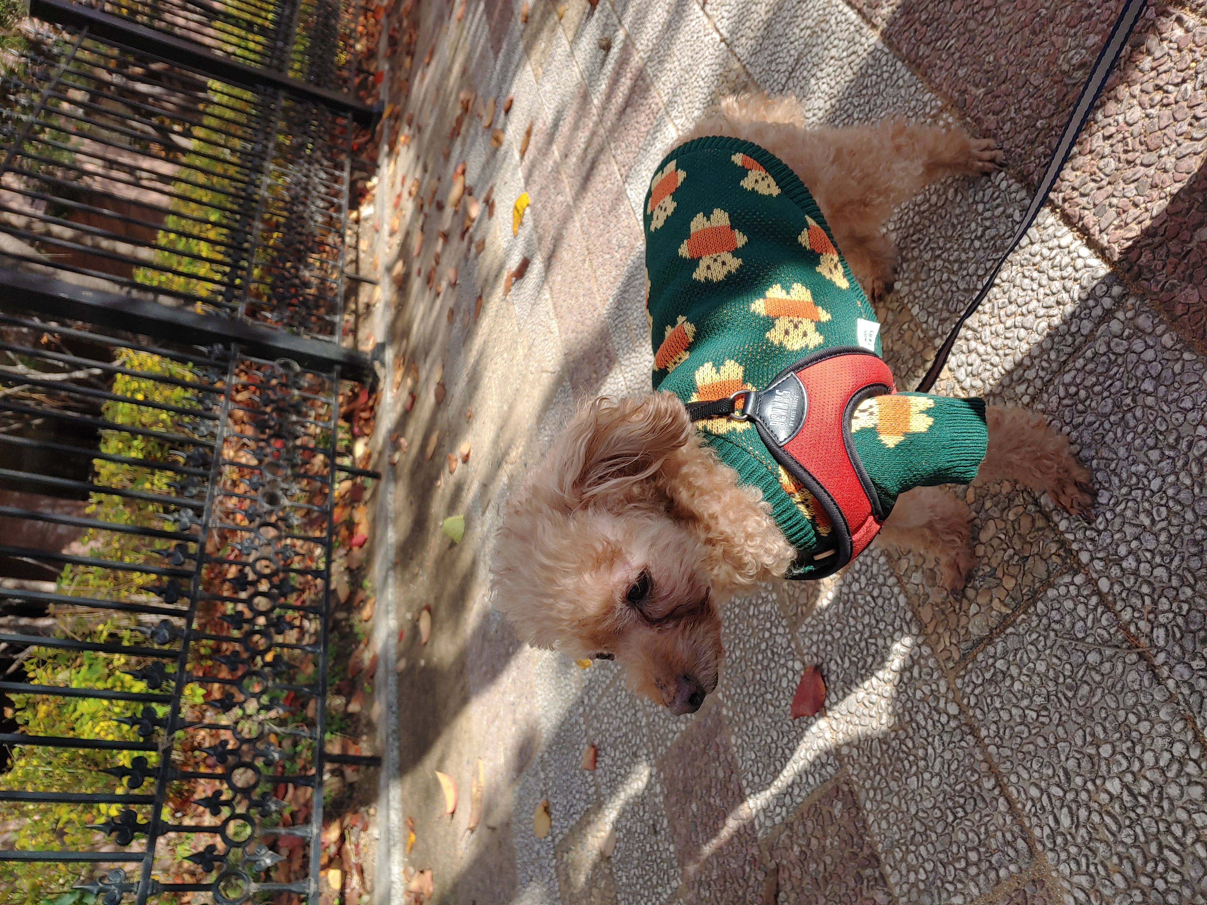 곤지암 팔랑이~~(지금은 버디^^)