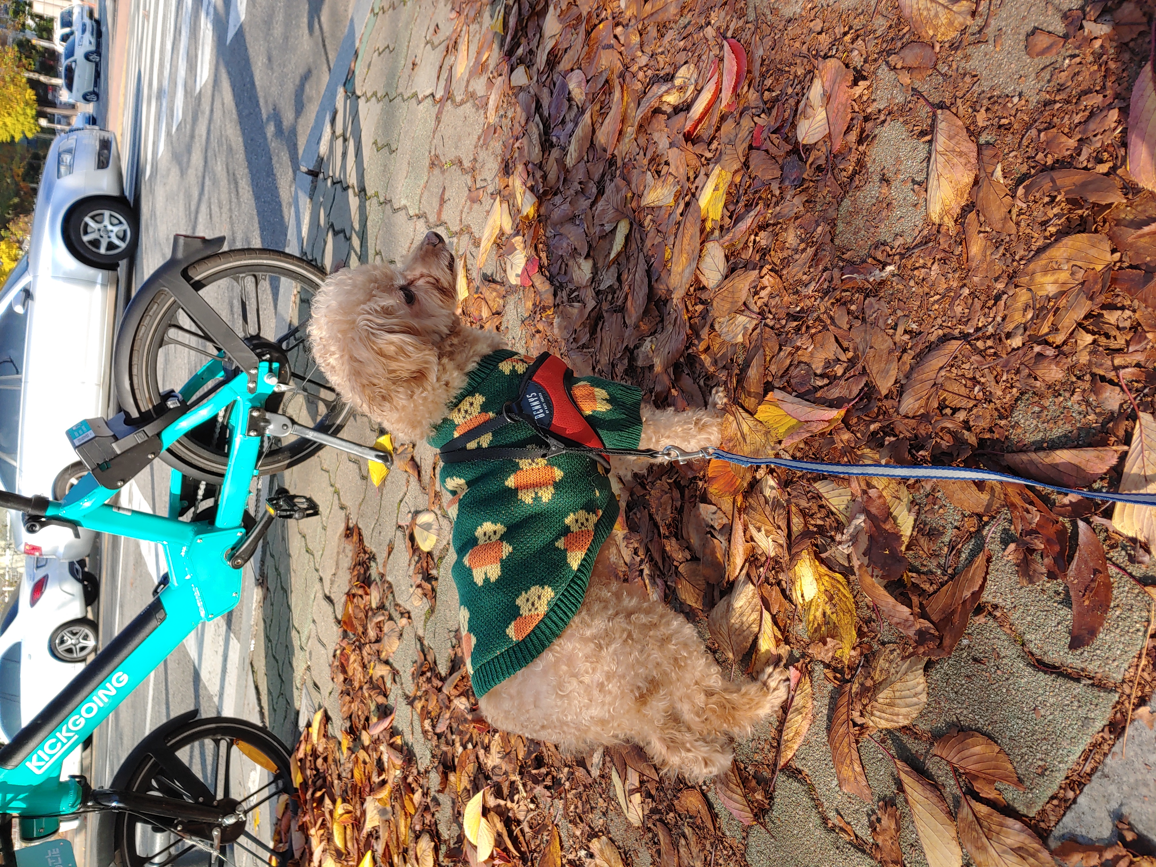 곤지암 팔랑이~~(지금은 버디^^)