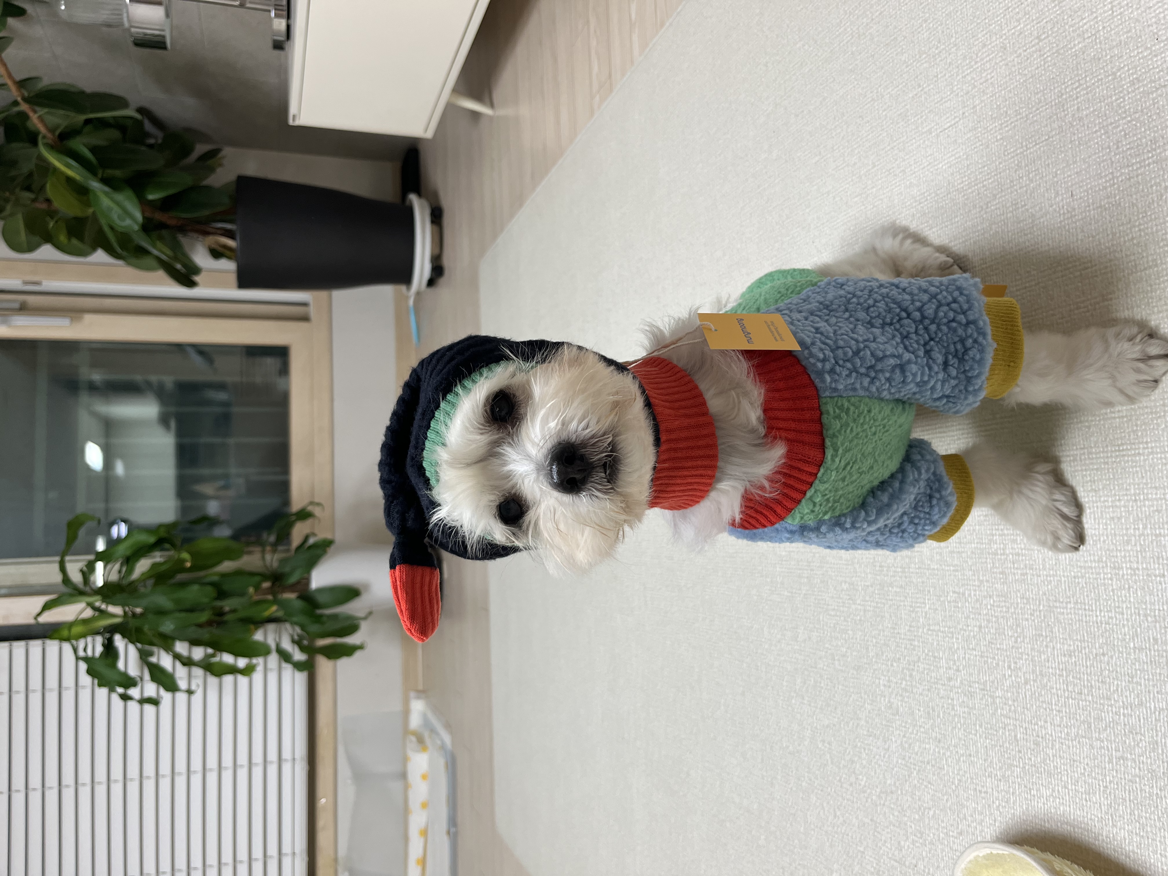 비뭉이(현 밀리) 입양 3개월 후기