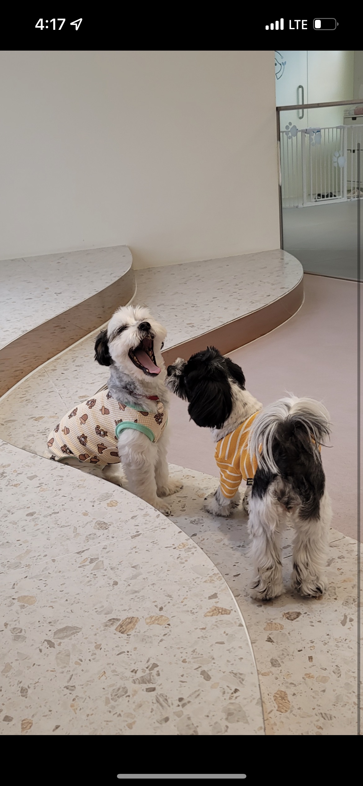 비뭉이(현 밀리) 입양 3개월 후기