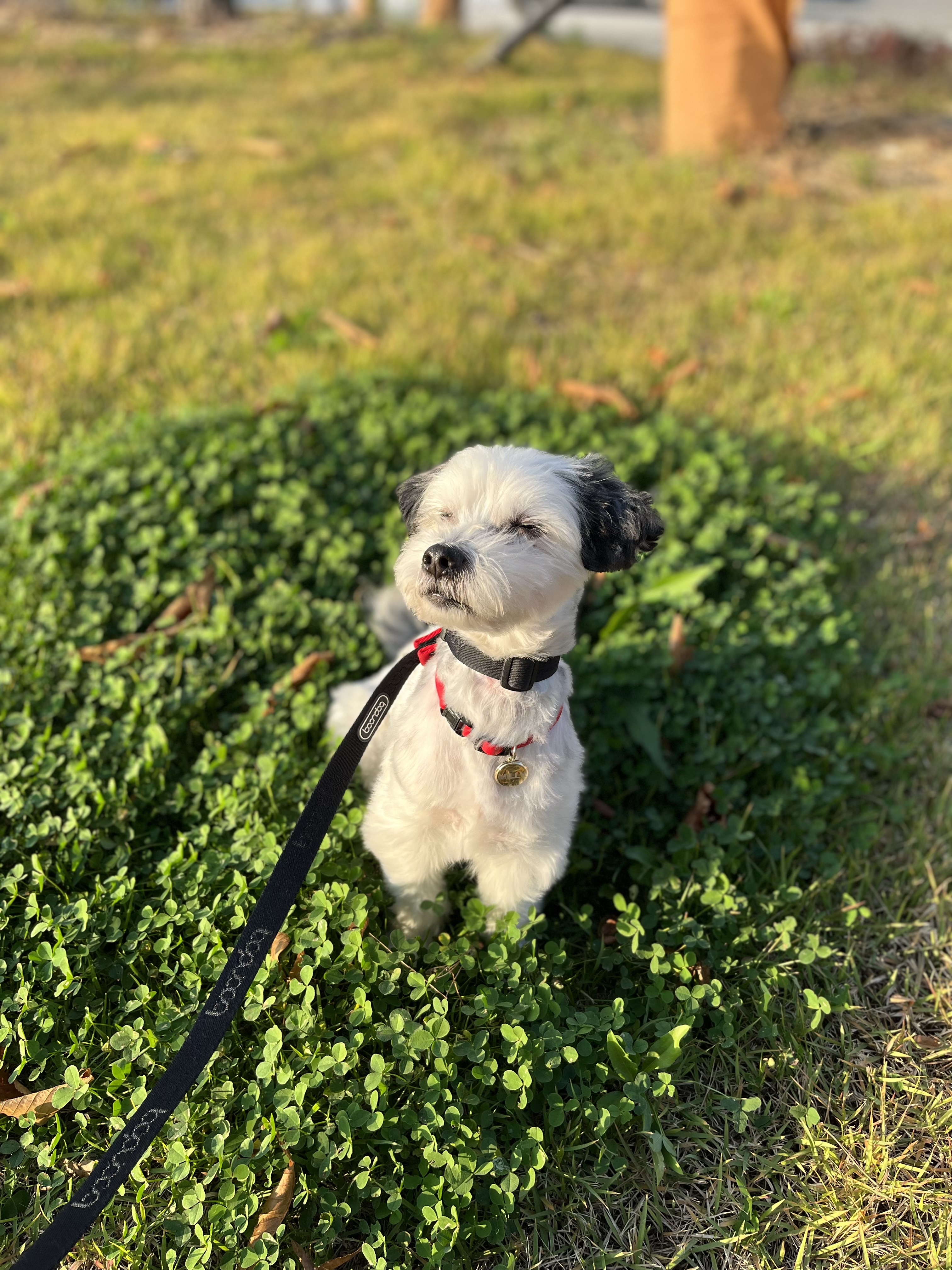 비뭉이(현 밀리) 입양 3개월 후기