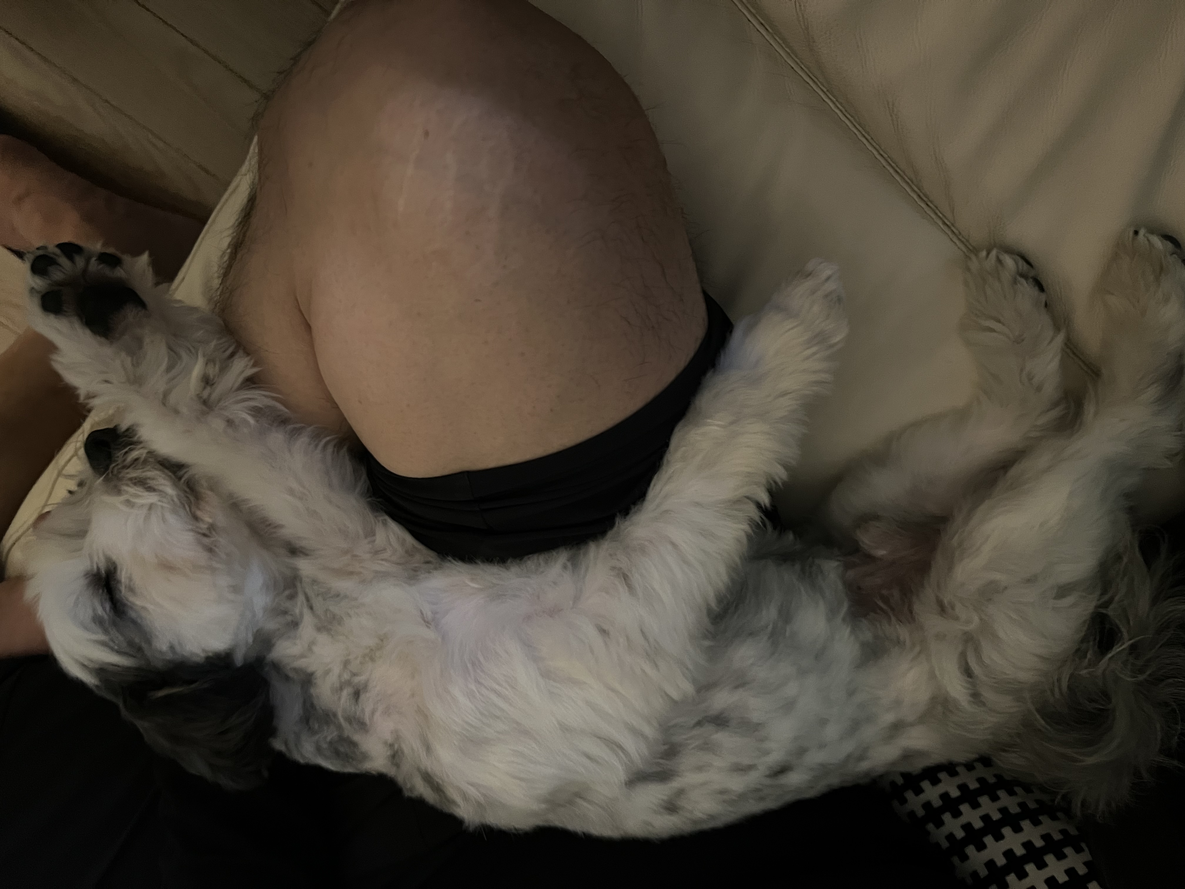 비뭉이(현 밀리) 입양 3개월 후기