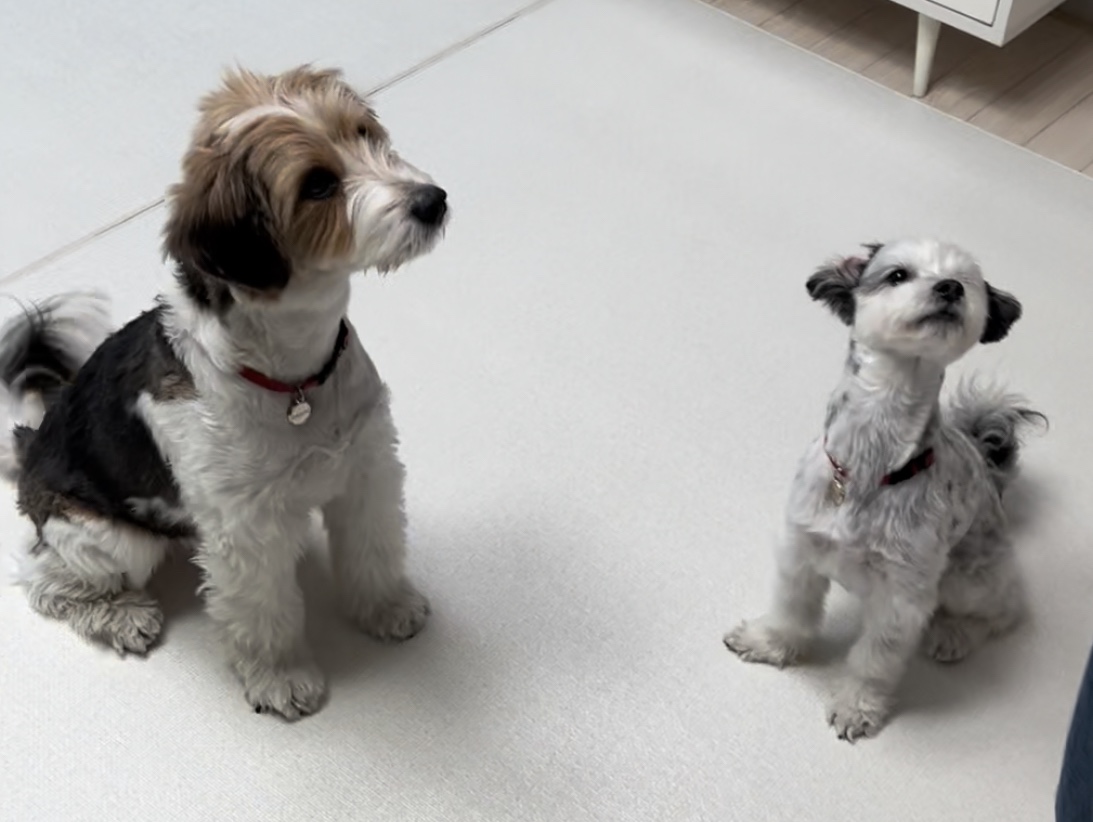 비뭉이(현 밀리) 입양 3개월 후기