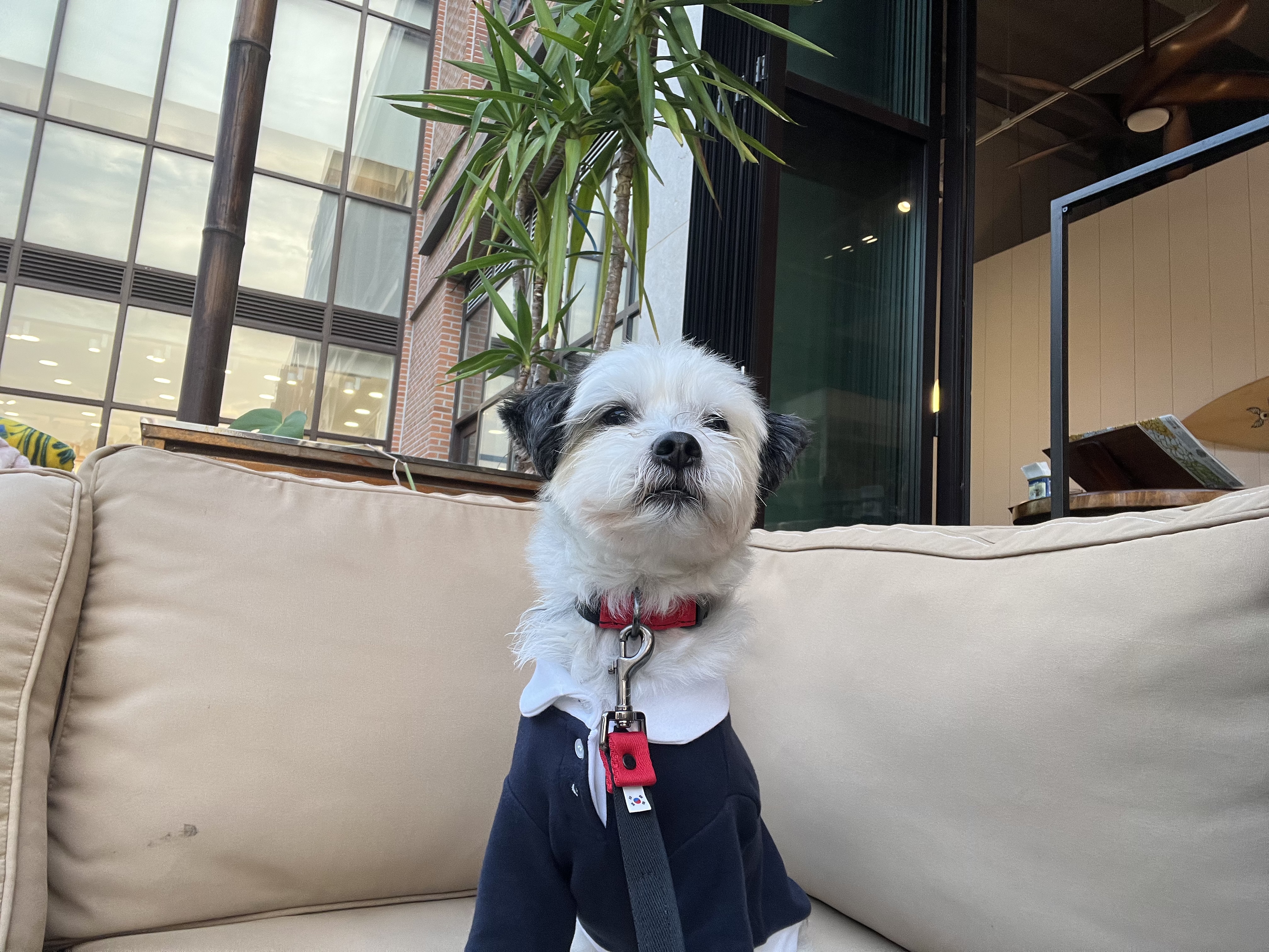 비뭉이(현 밀리) 입양 3개월 후기