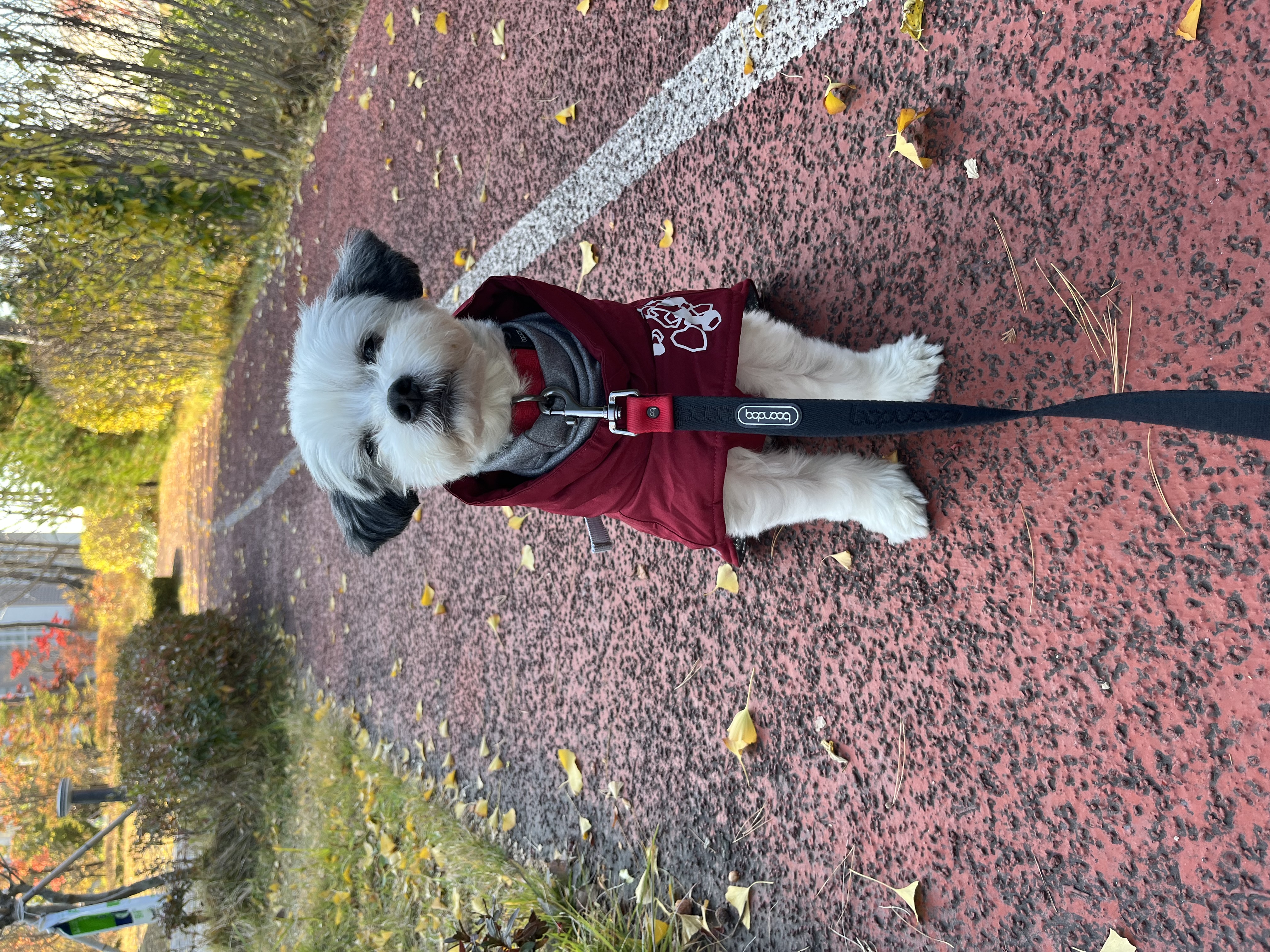 비뭉이(현 밀리) 입양 3개월 후기