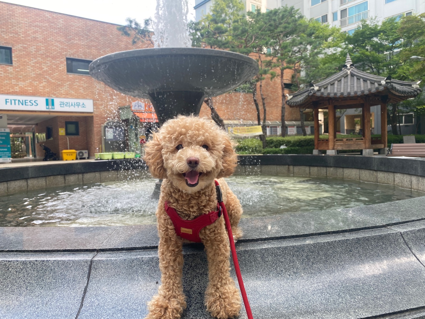 랑이(곤지암 해사) 1년 8개월 소식입니다.