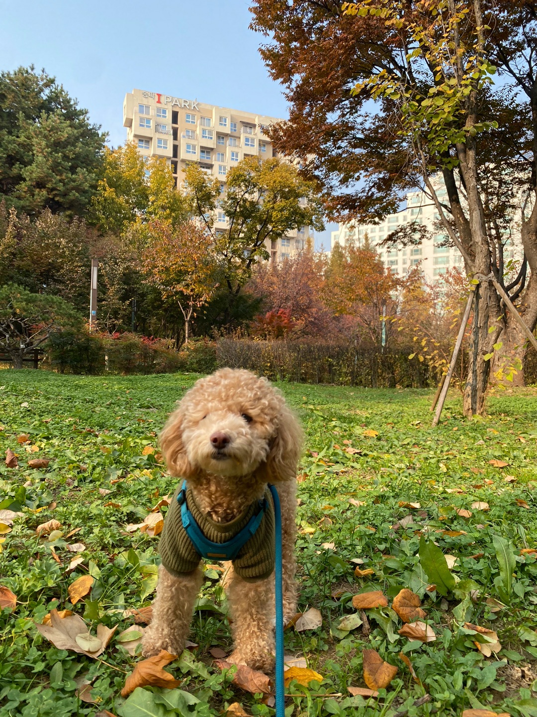 랑이(곤지암 해사) 1년 8개월 소식입니다.