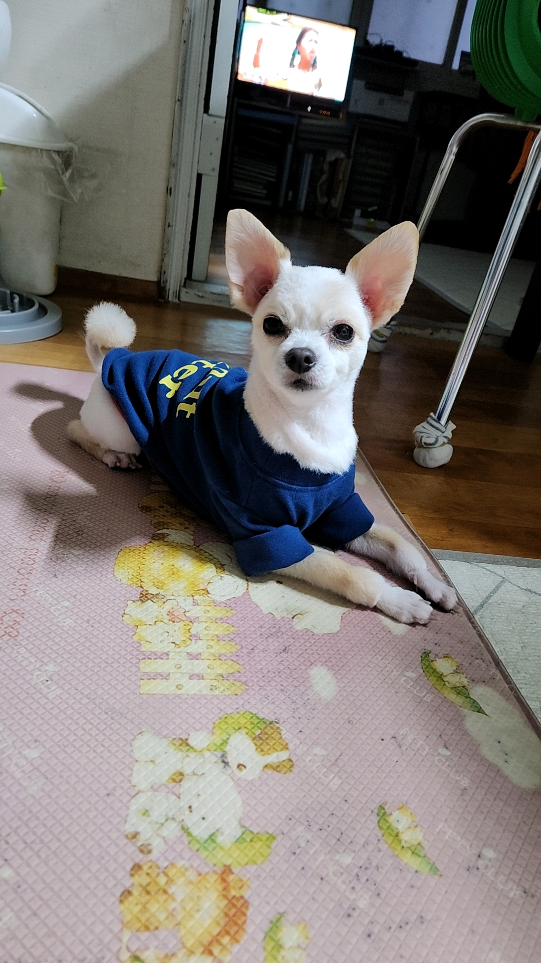 토리(가나)와의  석달후기ᆢ