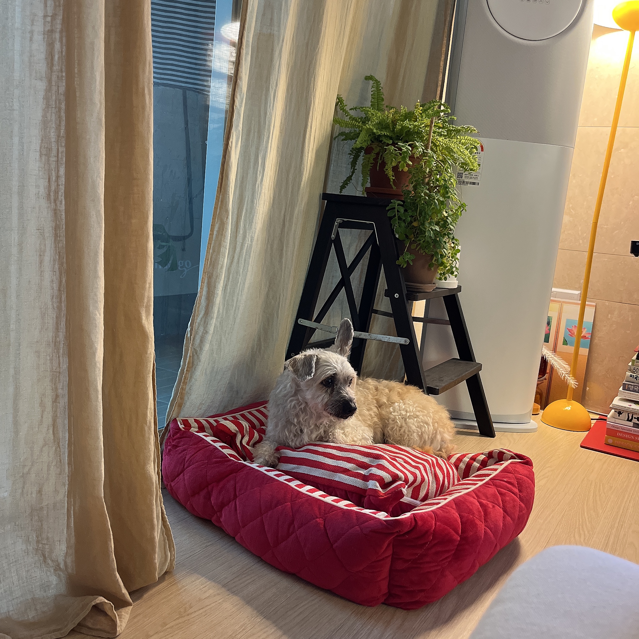 바오 임시보호 후기1-일주일차