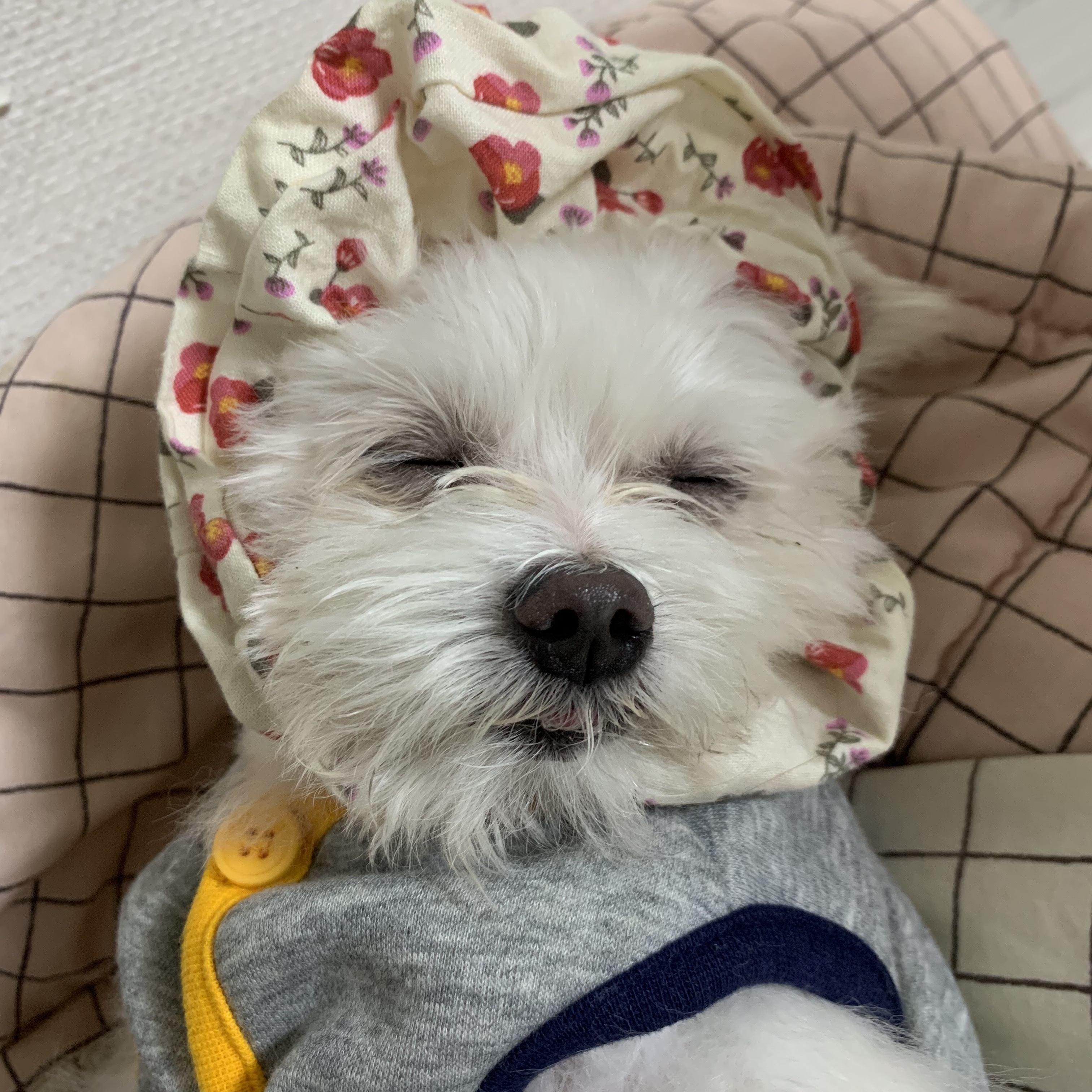 아산구조견 익준이 임보 한달차! (입양해주세오)