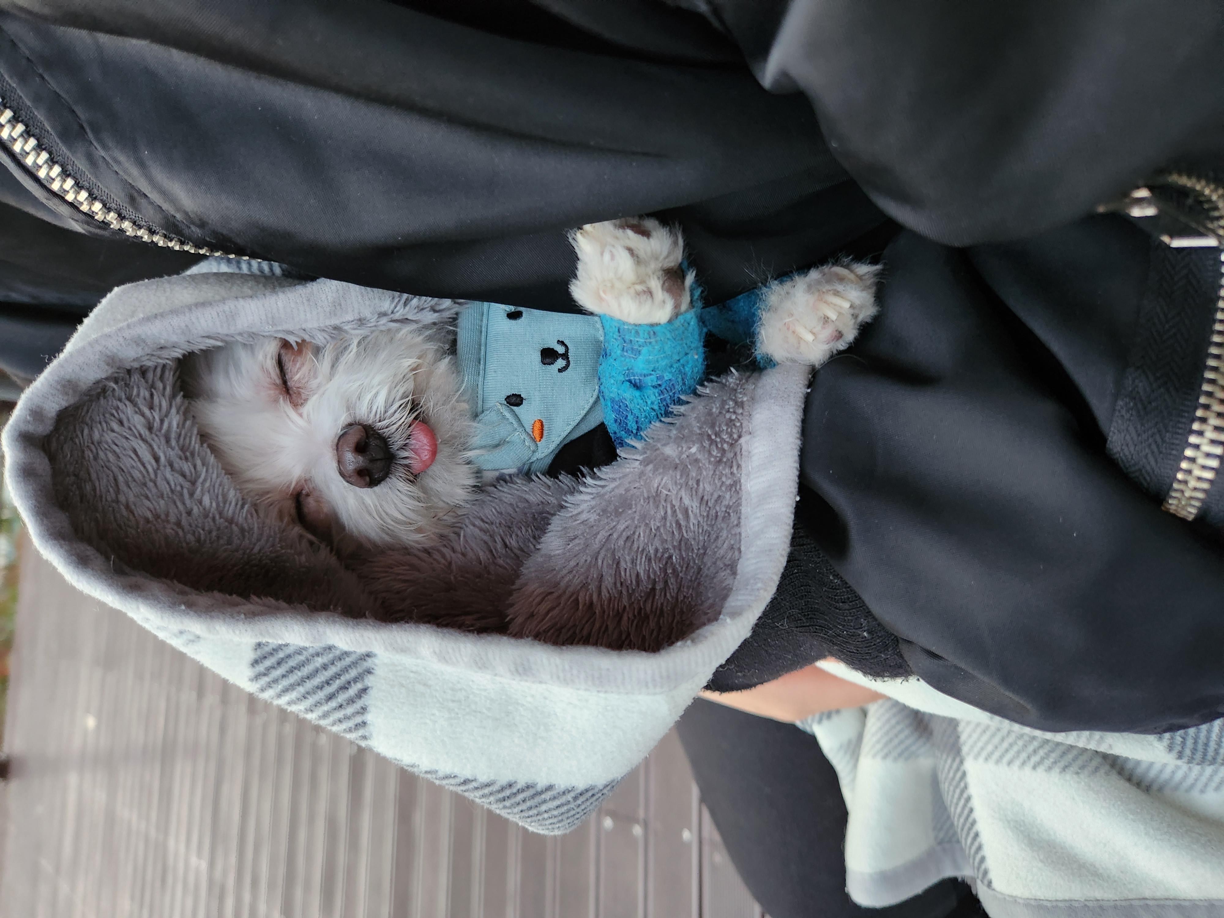 아산구조견 익준이 임보 한달차! (입양해주세오)