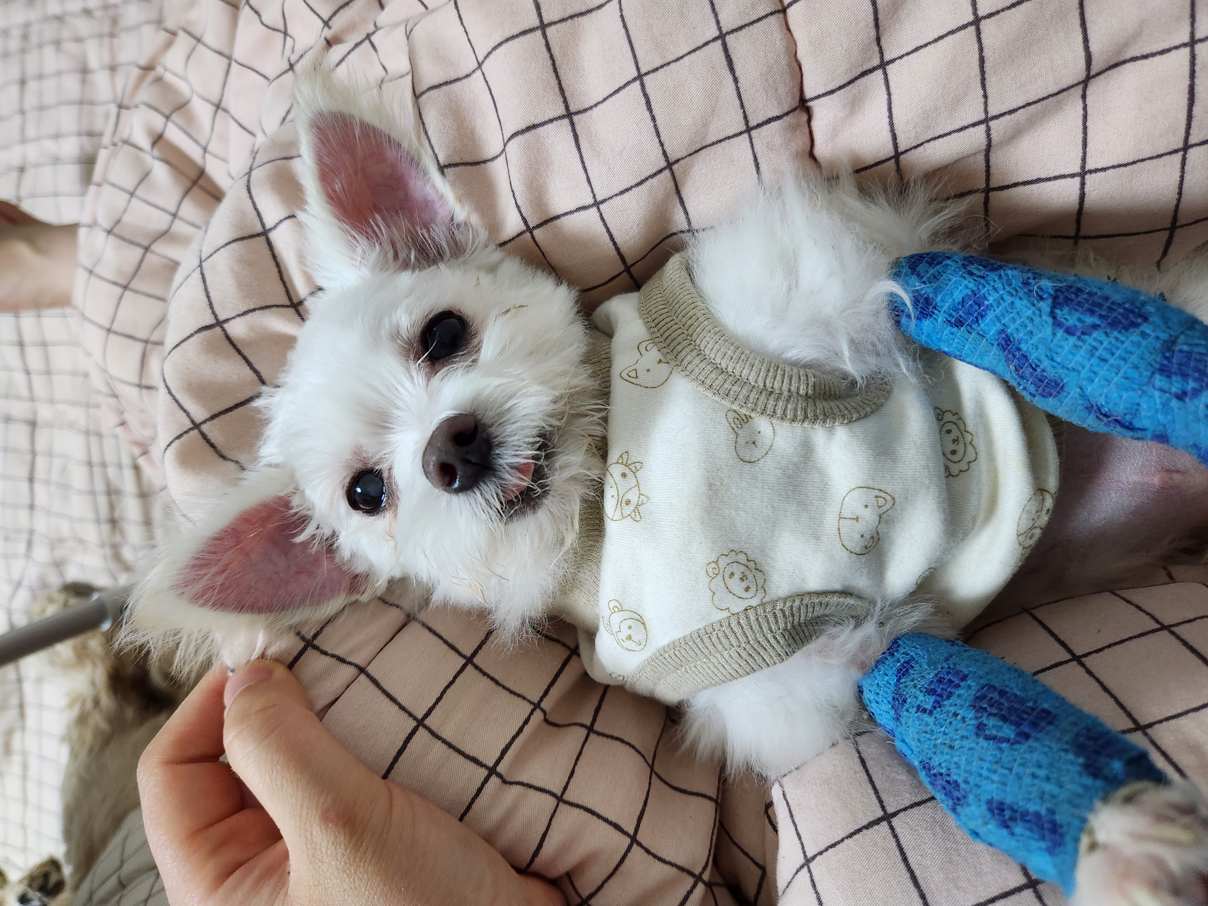 아산구조견 익준이 임보 한달차! (입양해주세오)