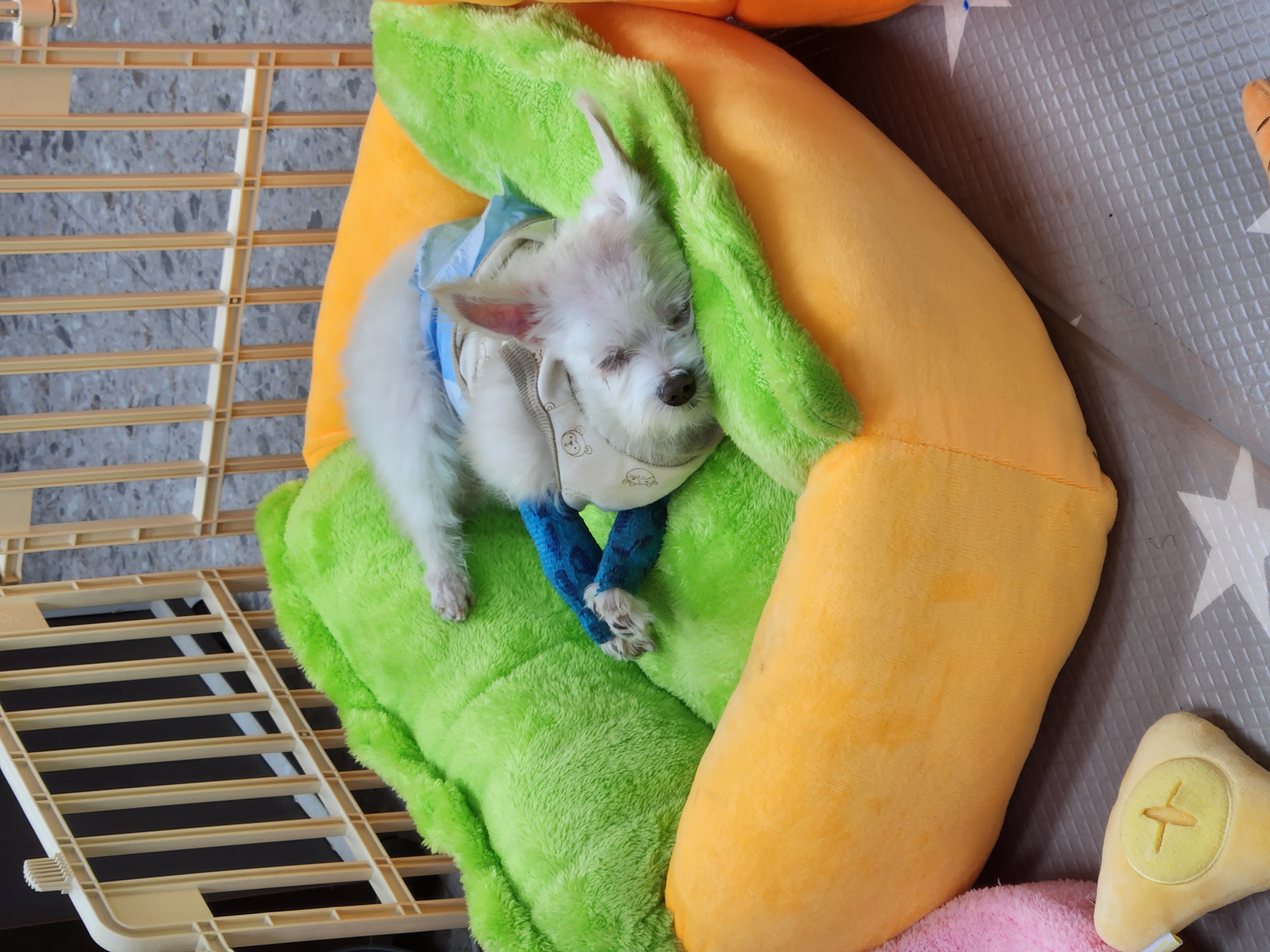 아산구조견 익준이 임보 한달차! (입양해주세오)