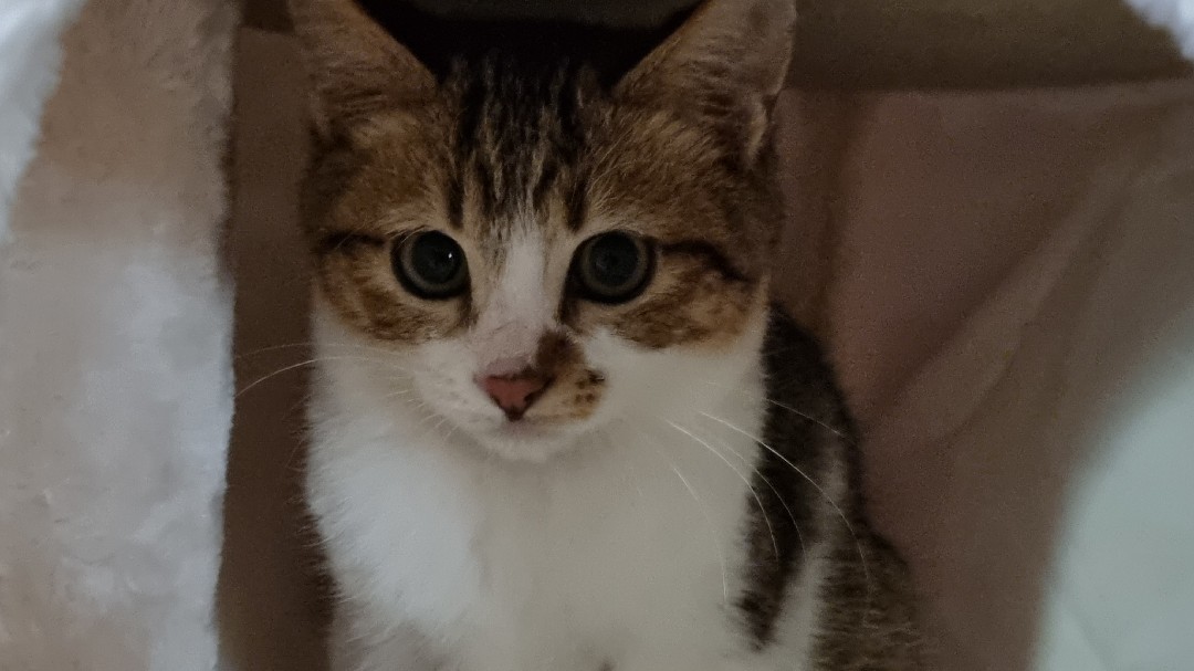 춘식이(루돌프) 입양 일주일