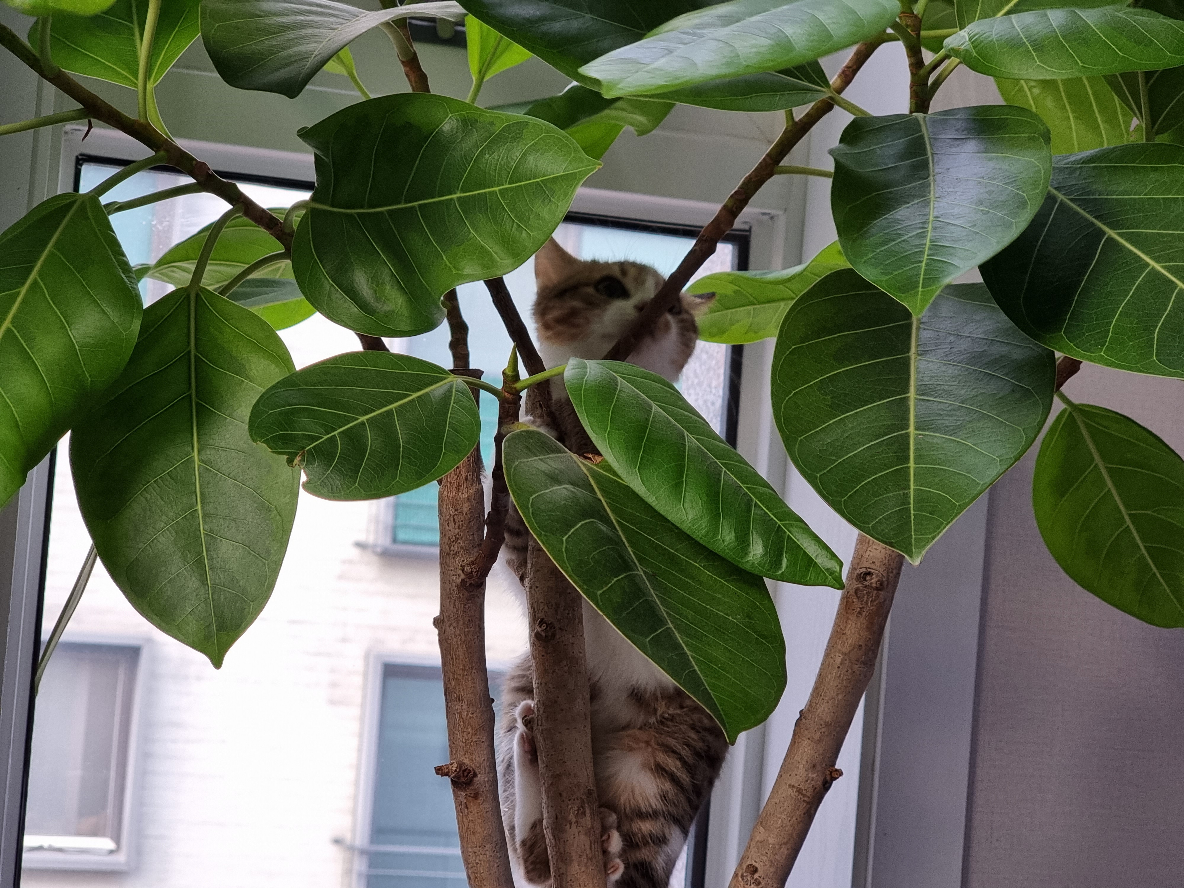 춘식이(루돌프) 입양 일주일