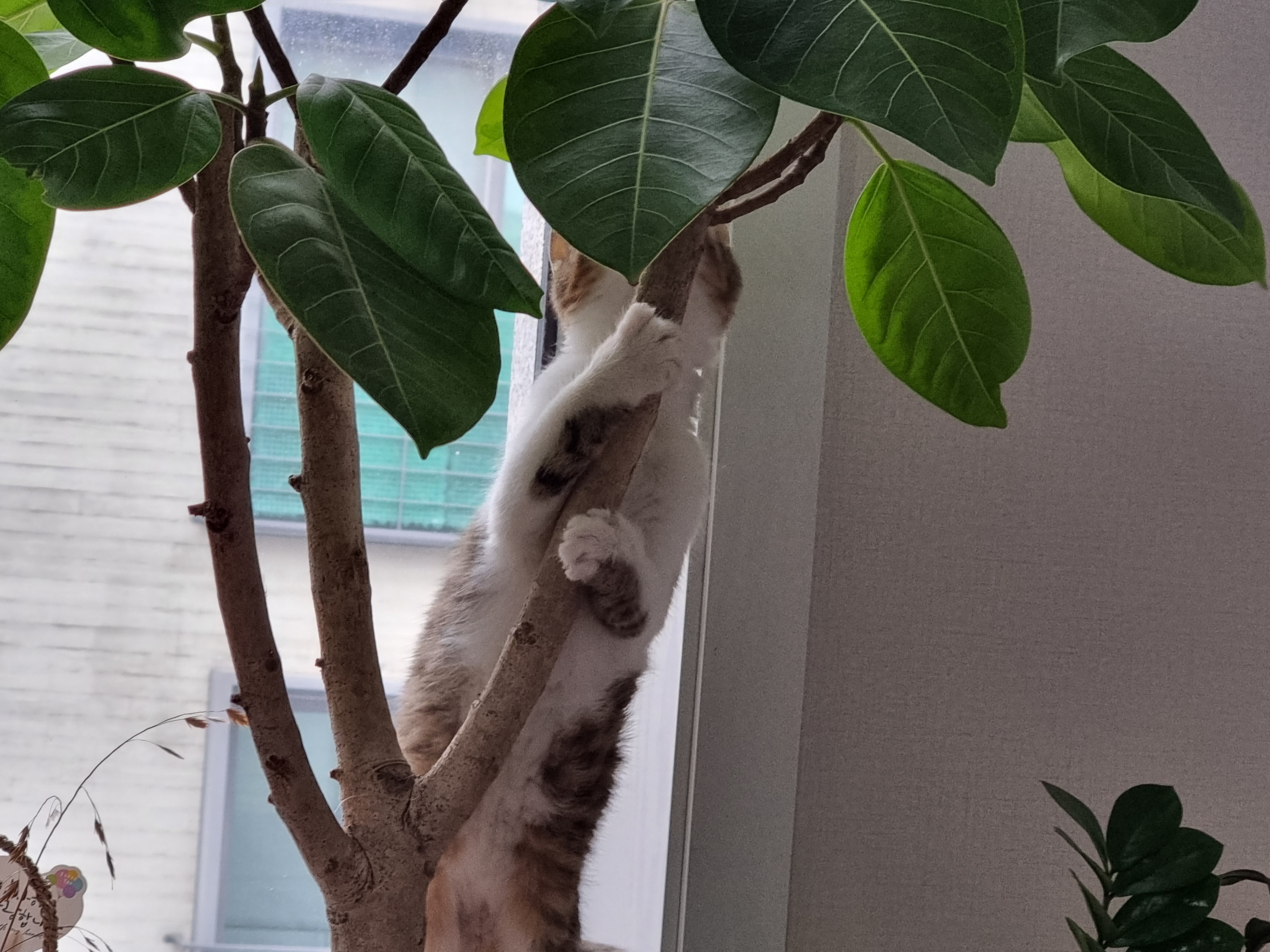 춘식이(루돌프) 입양 일주일