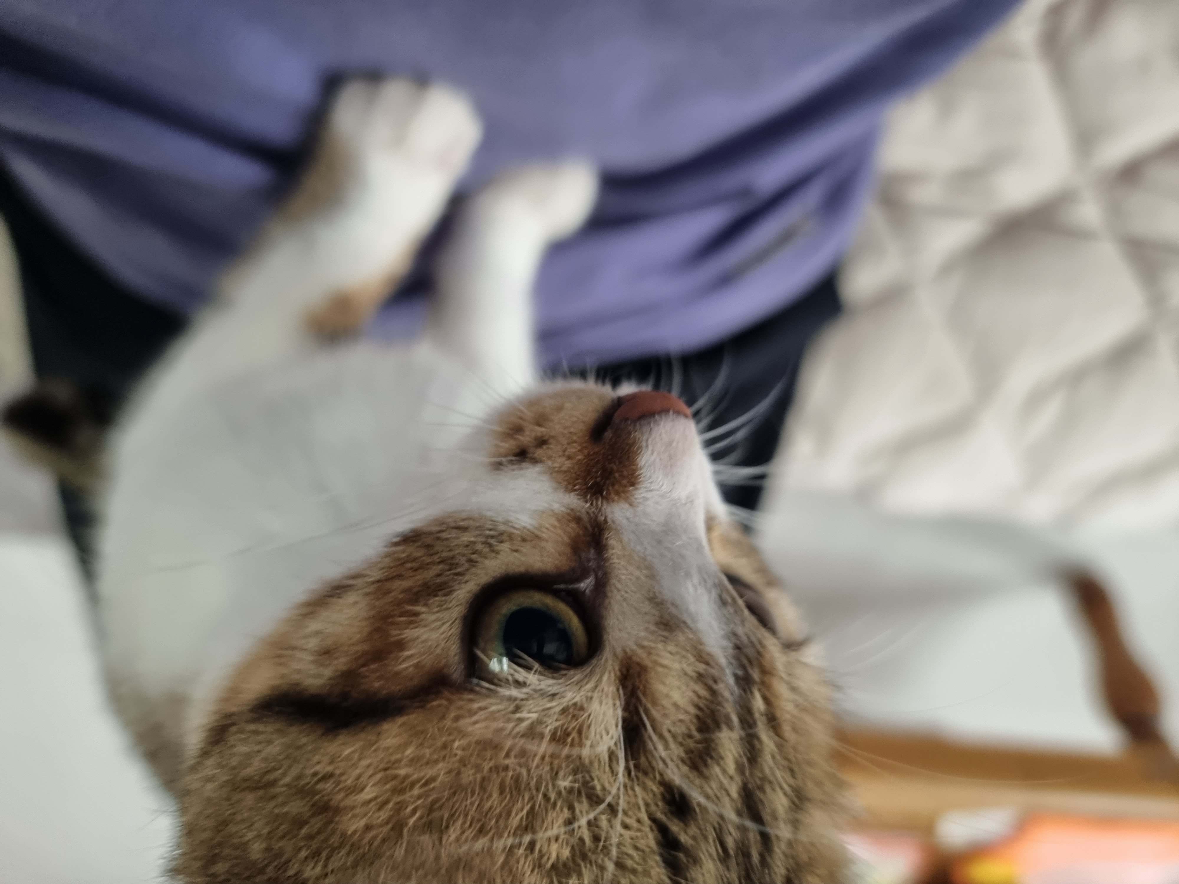 춘식이(루돌프) 입양 일주일