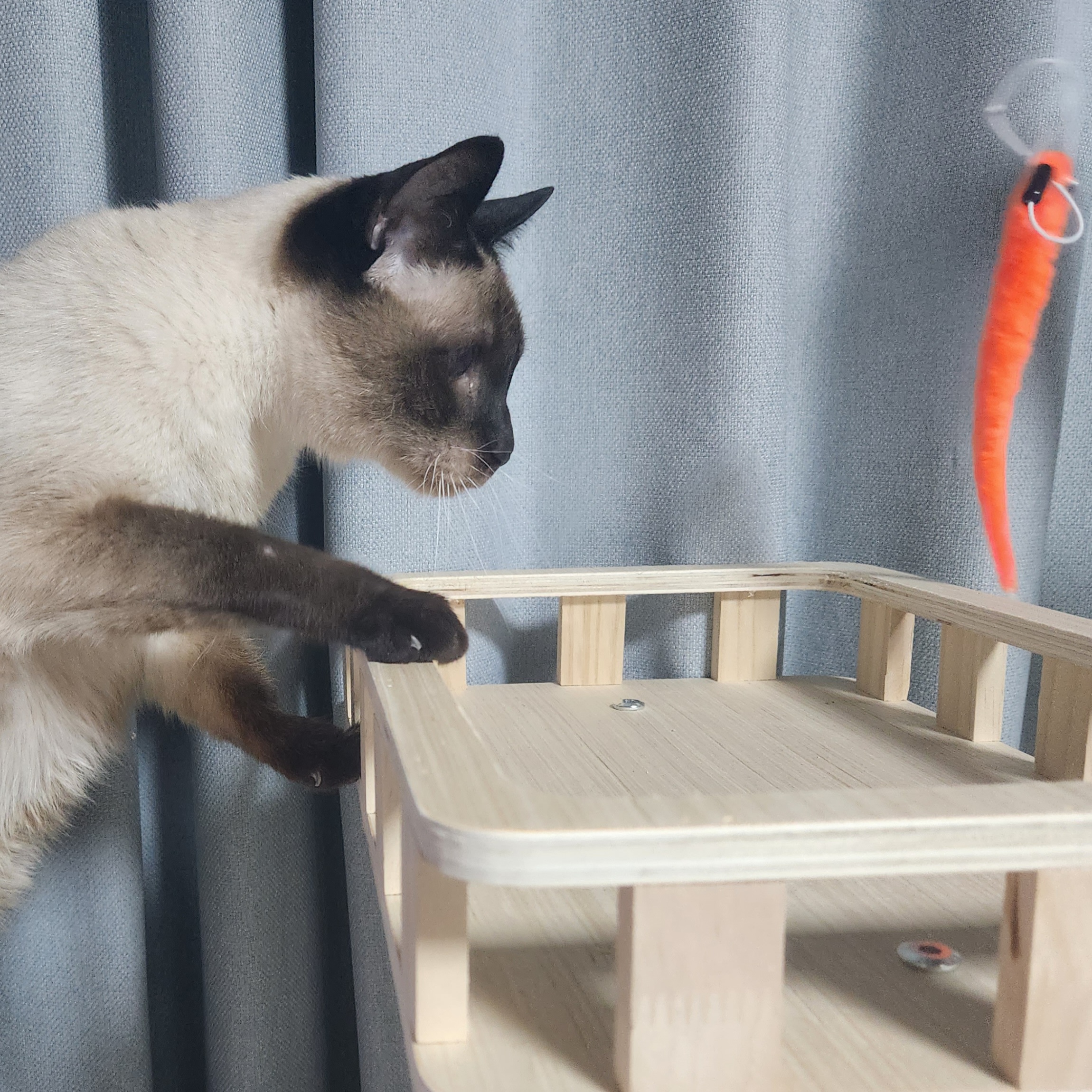 포도 입양 후 3개월