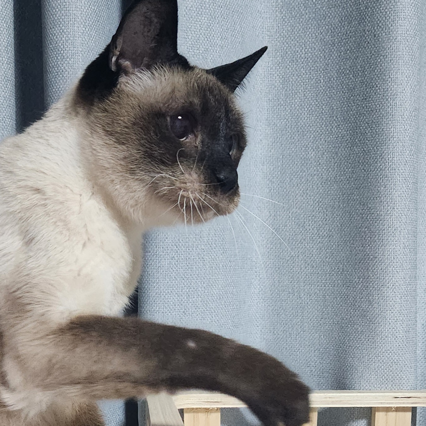 포도 입양 후 3개월