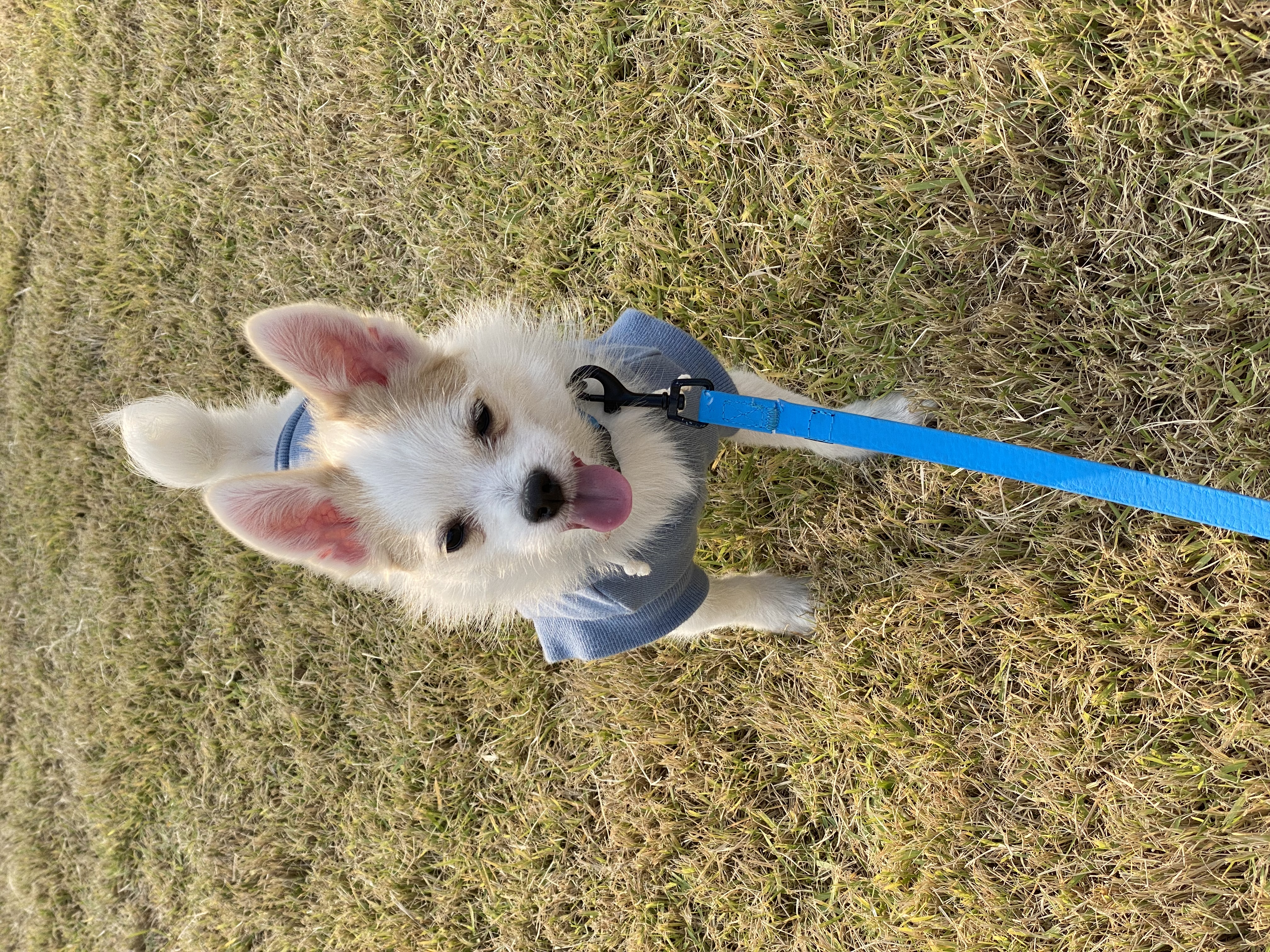 버터(쿠나) 임보 후 입양후기