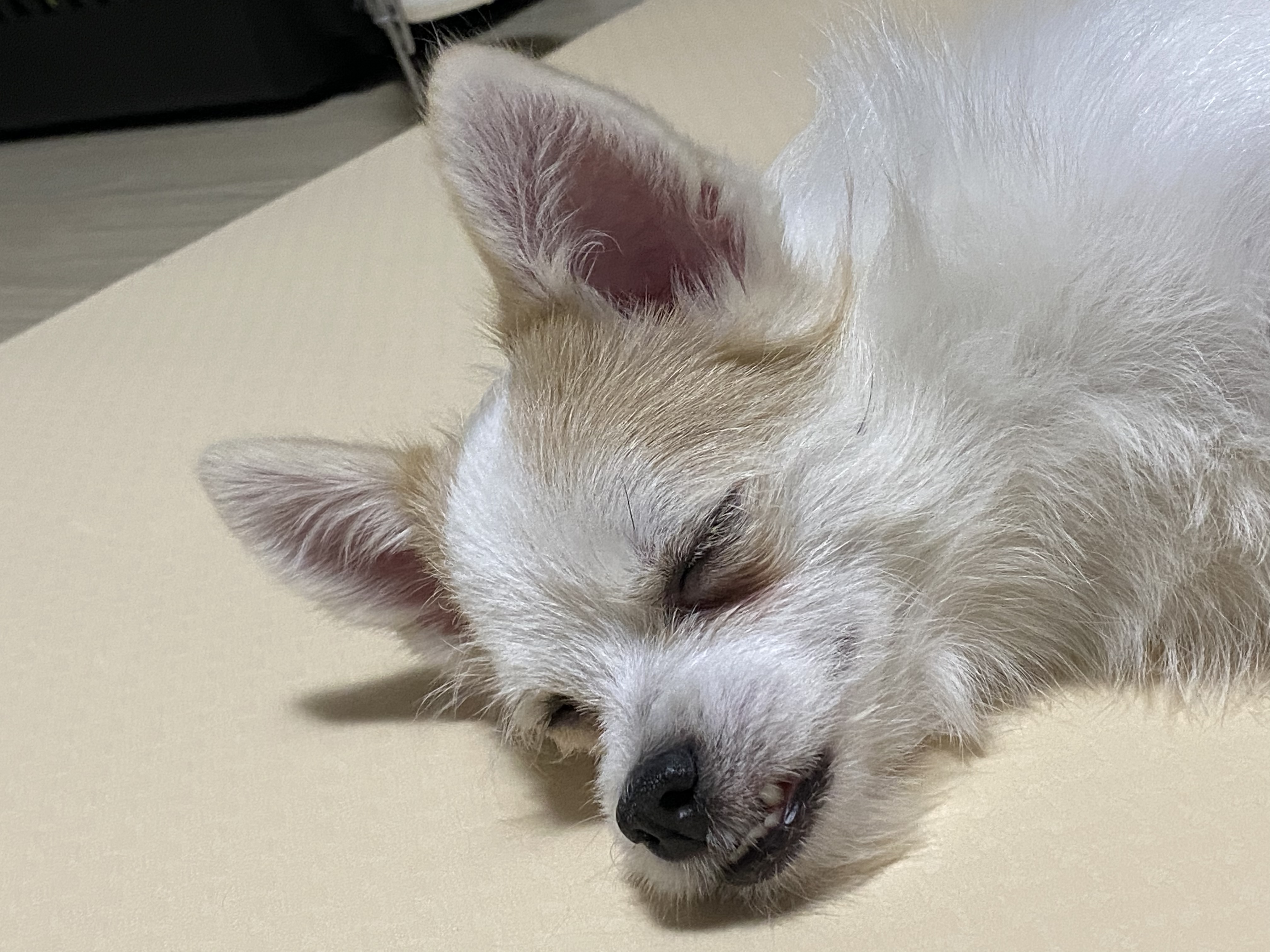 버터(쿠나) 임보 후 입양후기