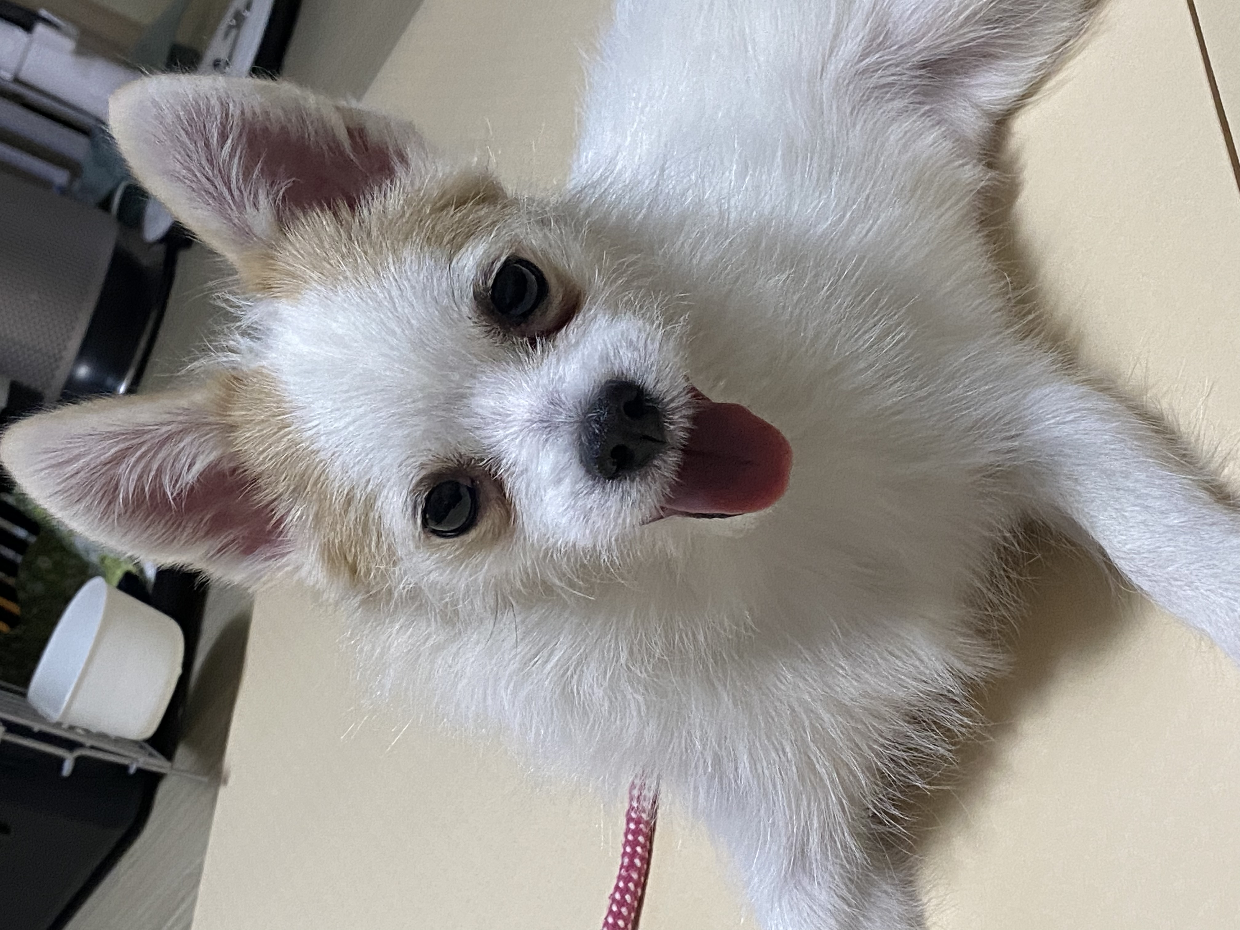 버터(쿠나) 임보 후 입양후기