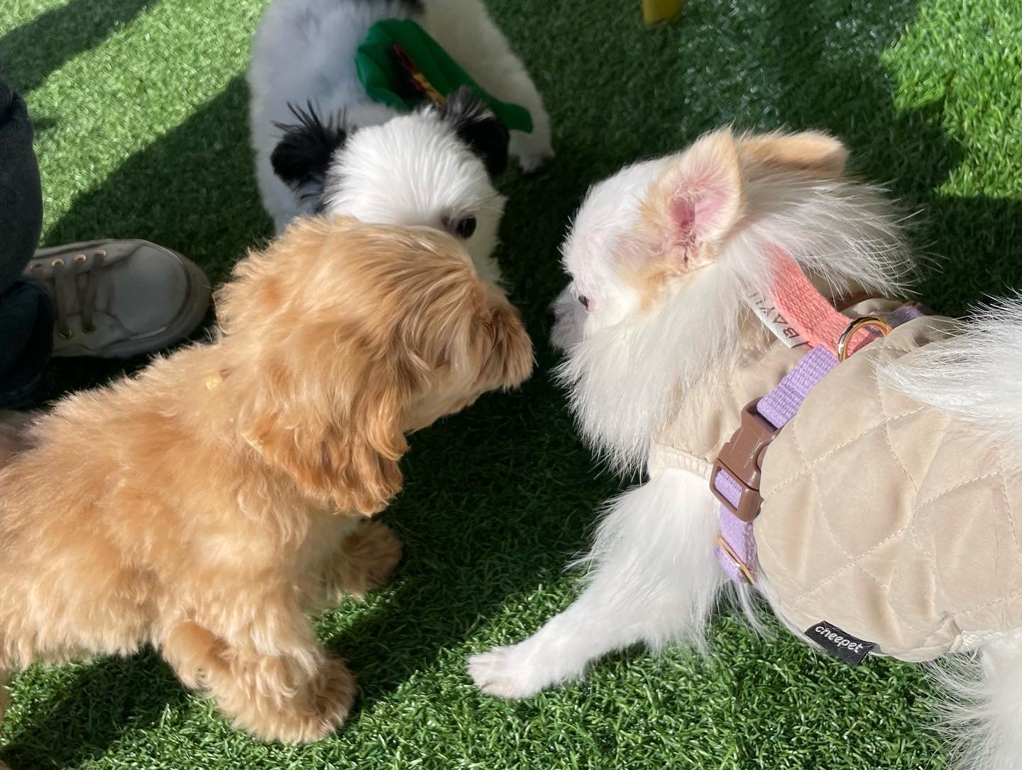 (바나)하리 근황이에요^^