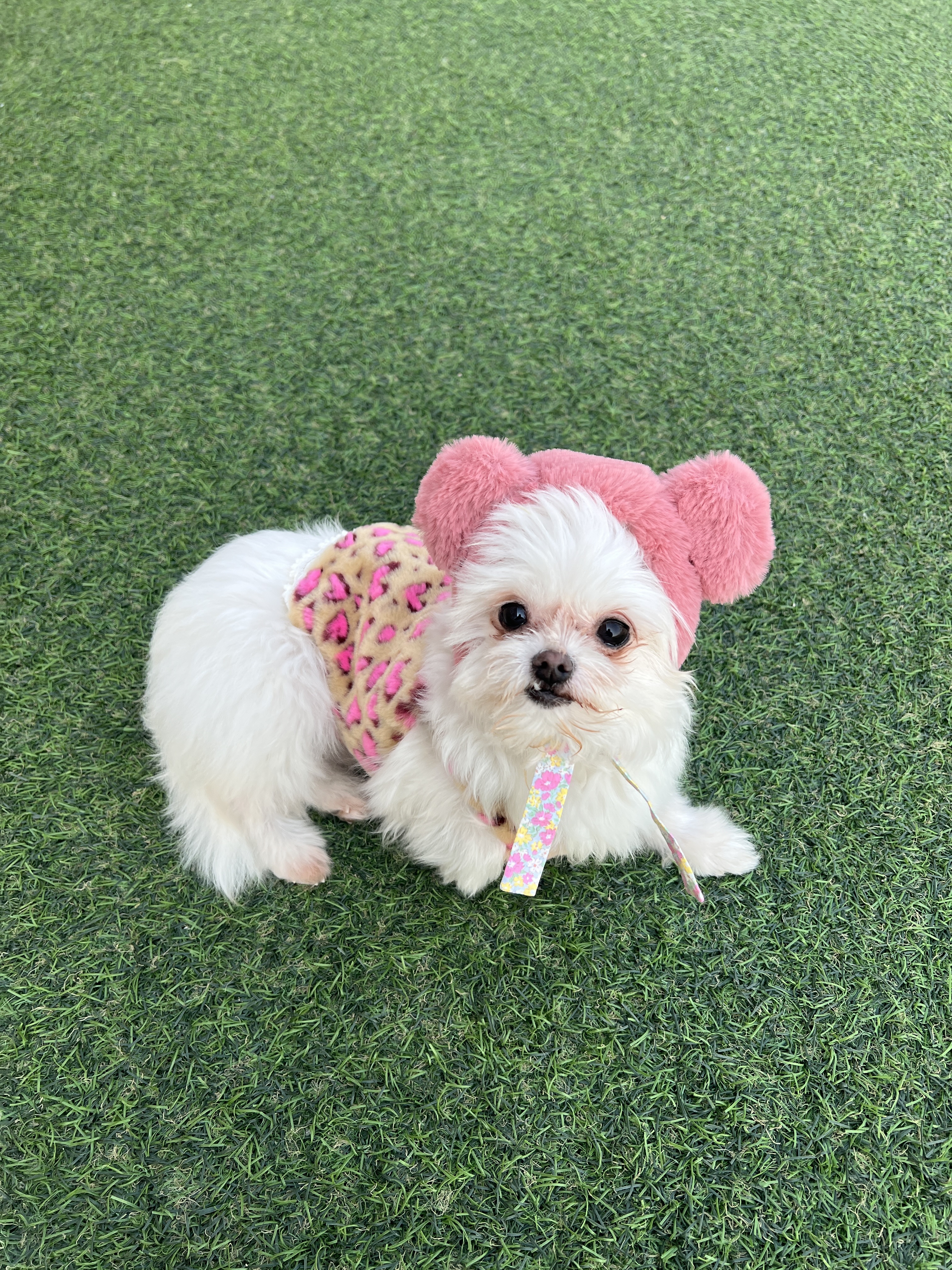 아산 가희 나엘 임보에서 입양으로