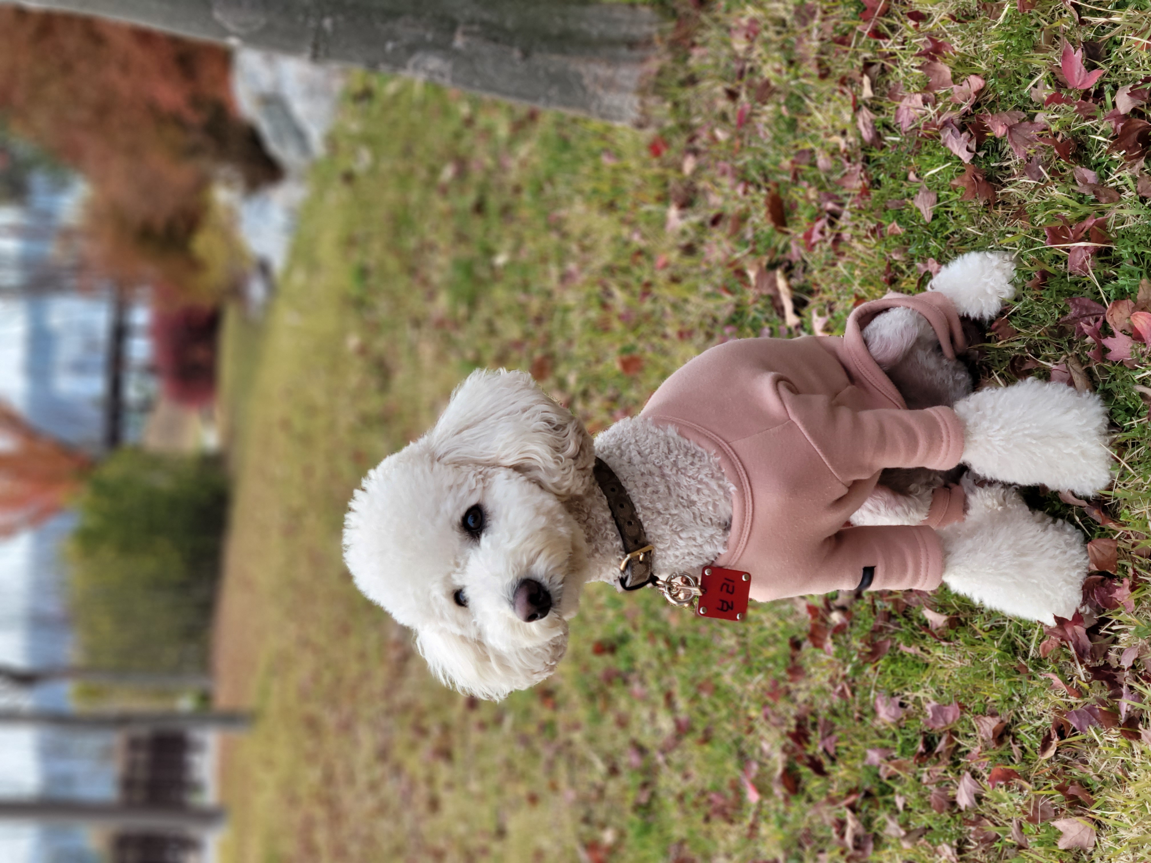 보리  (곤지암푸사) 1년11개월