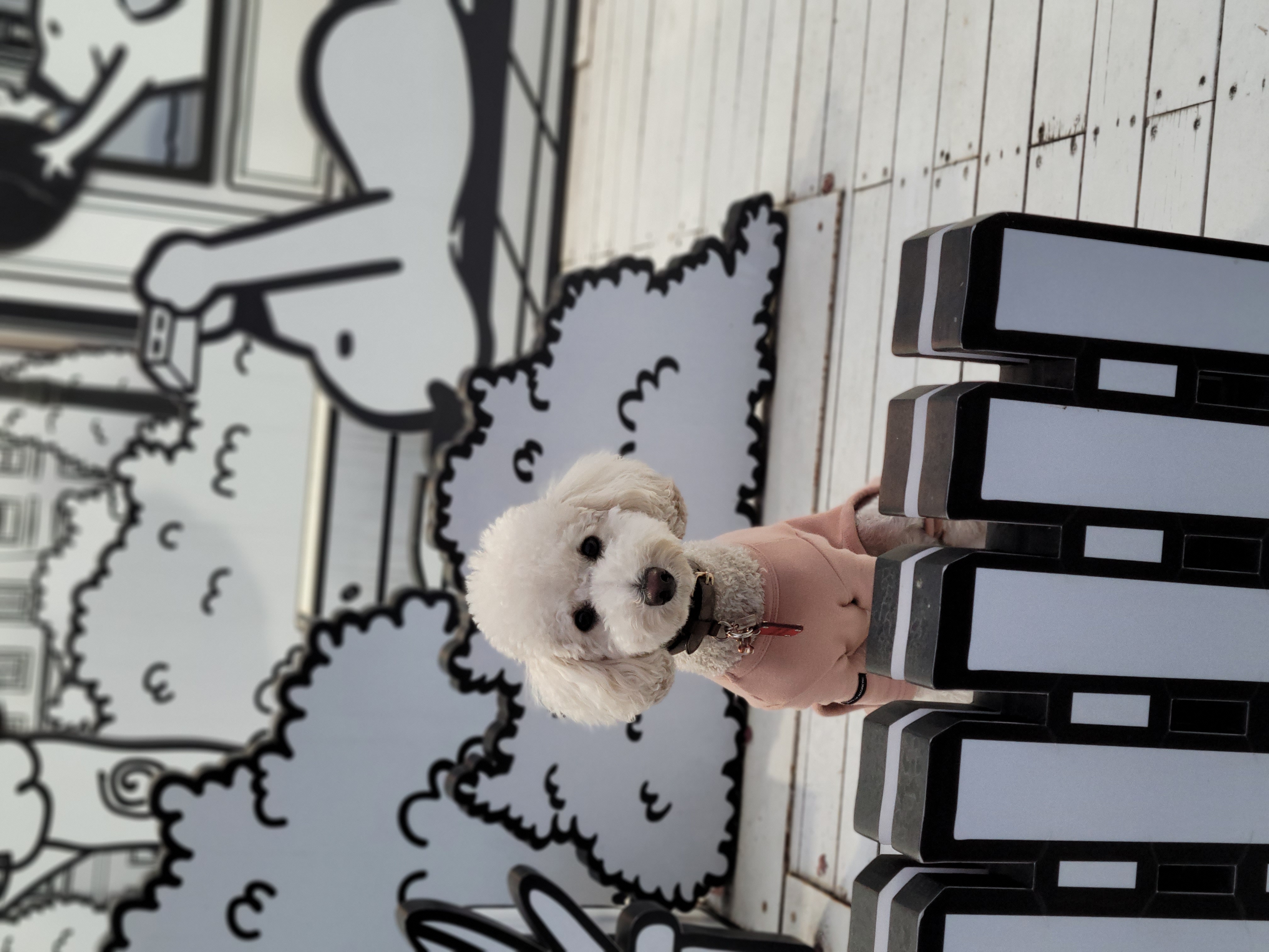 보리  (곤지암푸사) 1년11개월