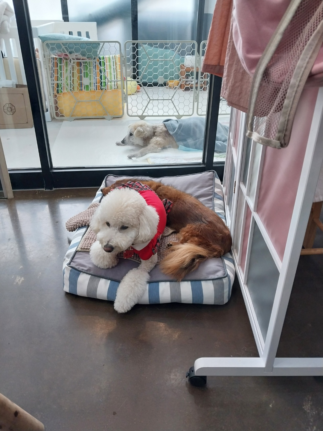 보리  (곤지암푸사) 1년11개월