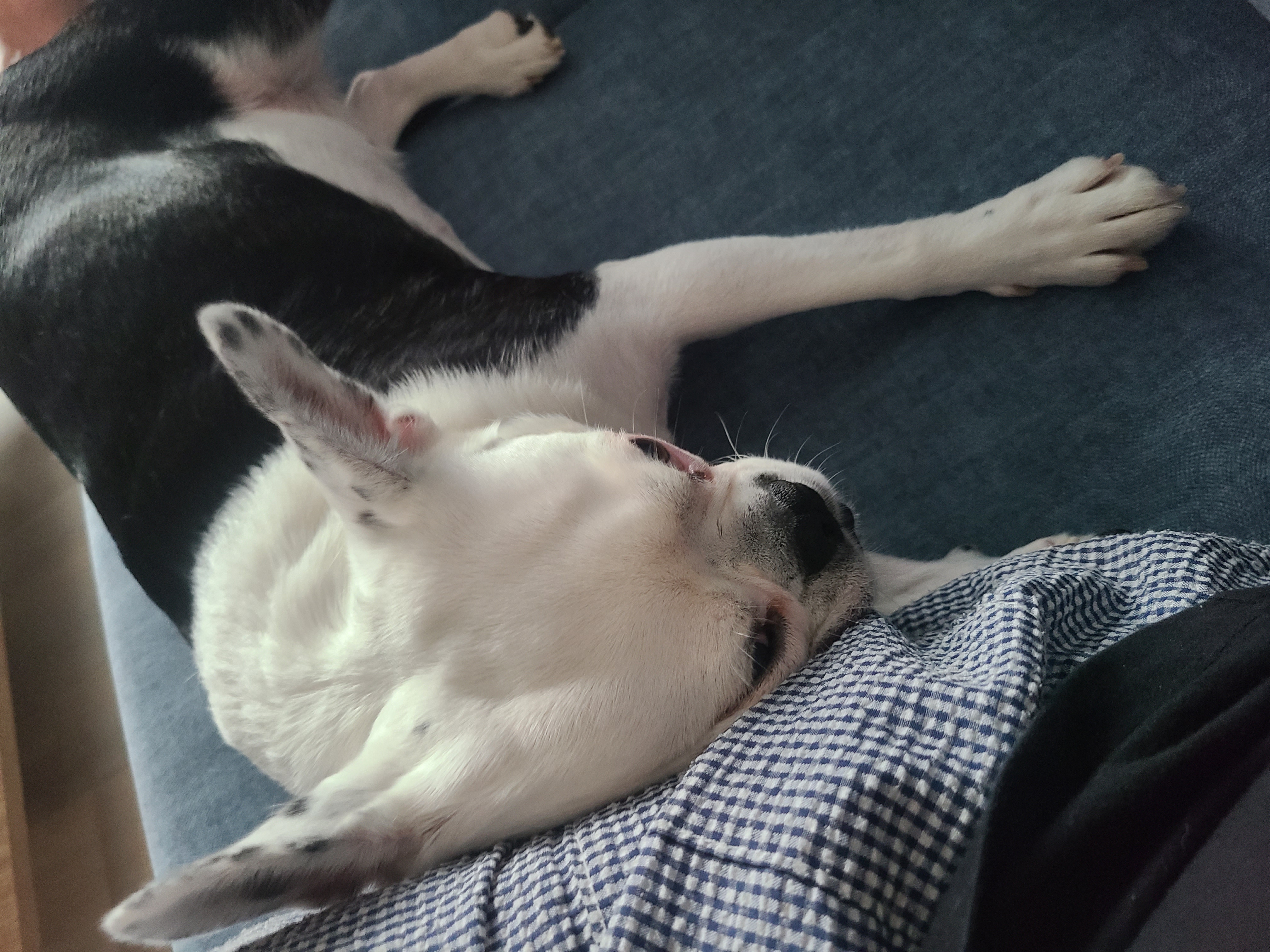 애둥이 아홉 달^^