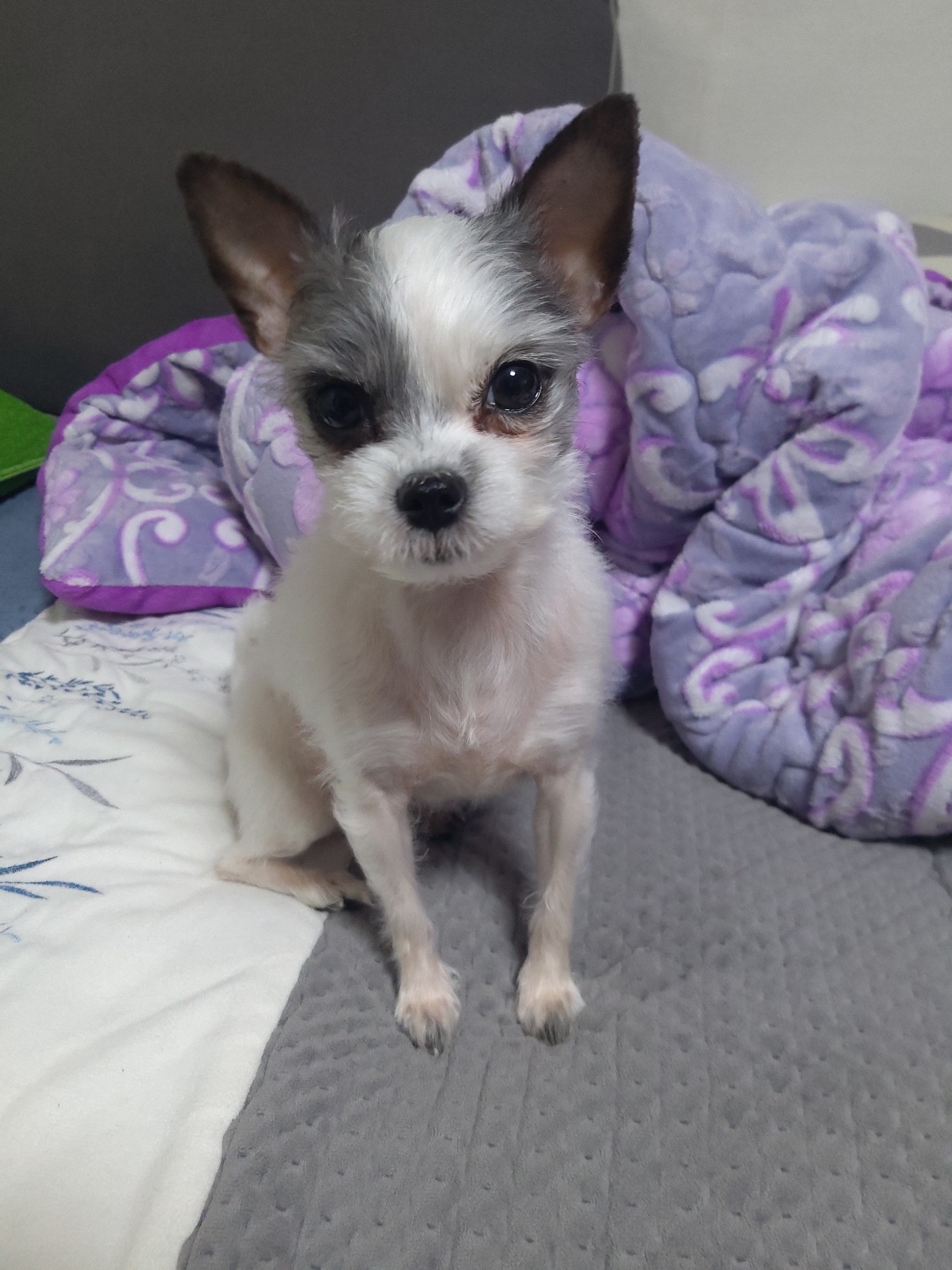 콩순이(포삼이) 3개월차 후기입니다