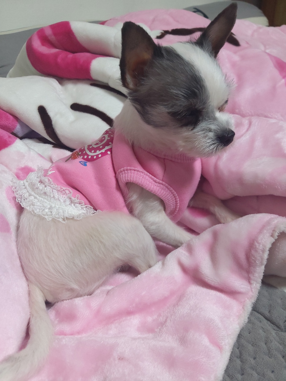 콩순이(포삼이) 3개월차 후기입니다