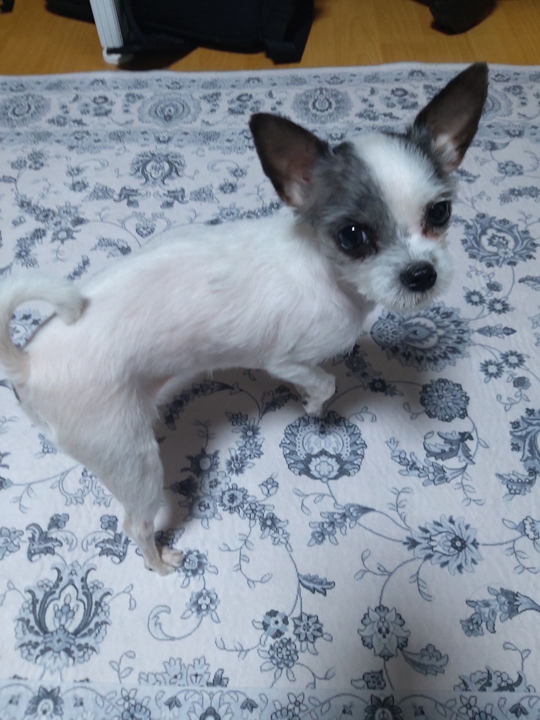 콩순이(포삼이) 3개월차 후기입니다