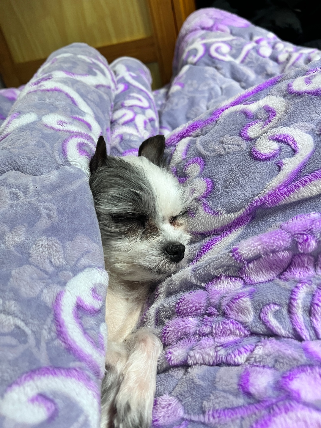 콩순이(포삼이) 3개월차 후기입니다