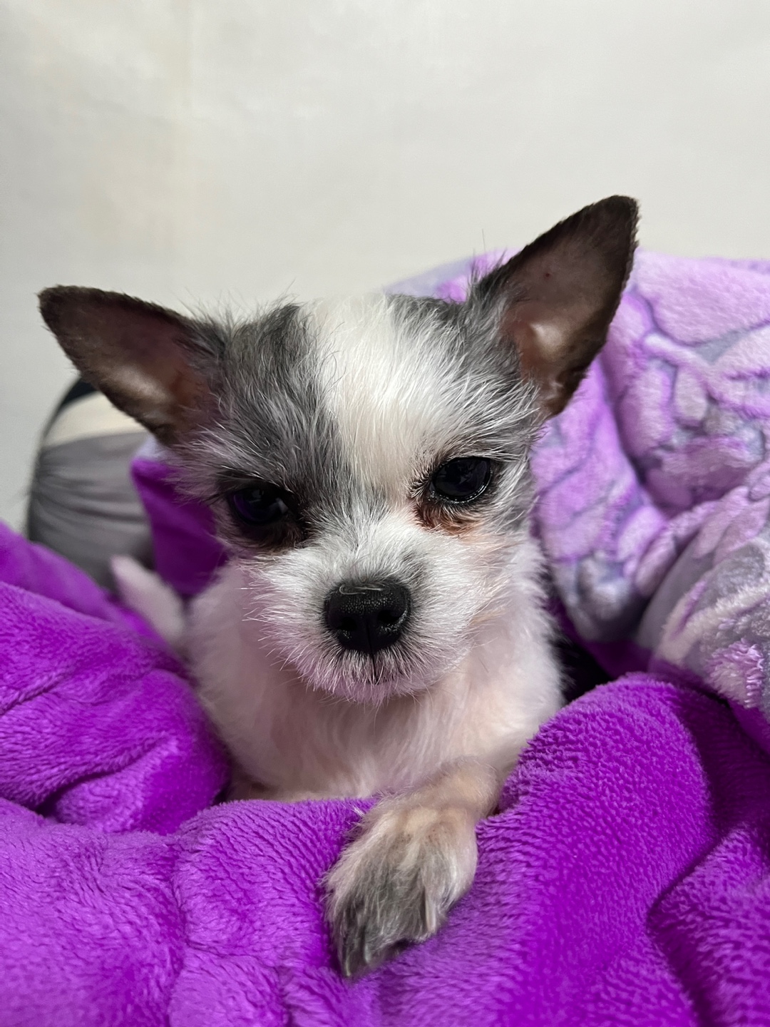 콩순이(포삼이) 3개월차 후기입니다