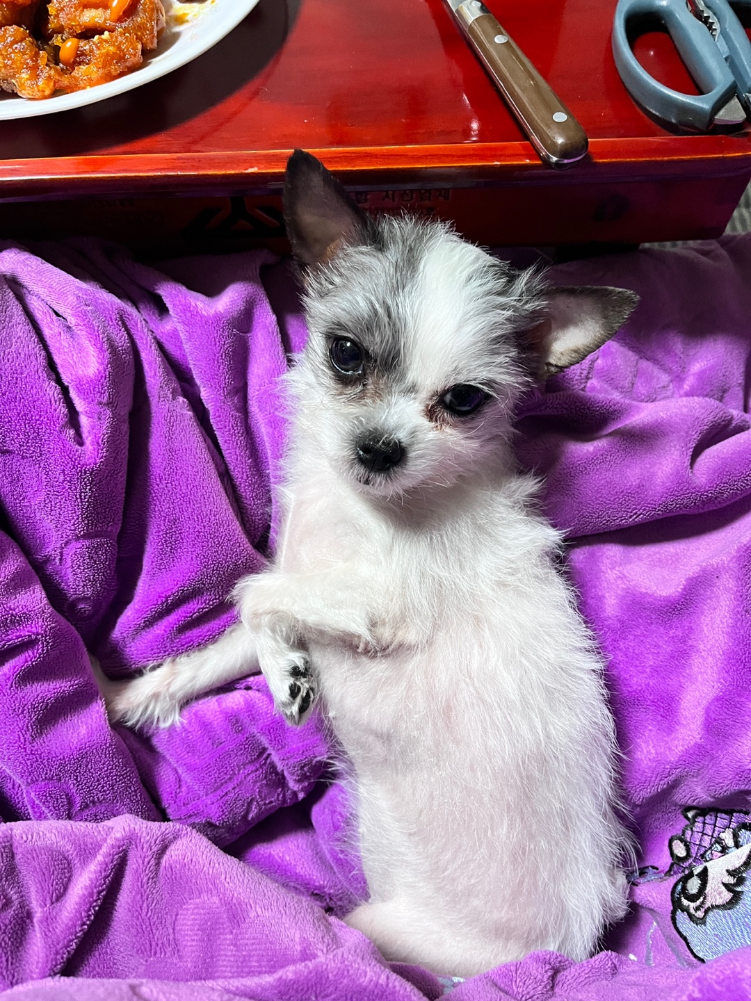 콩순이(포삼이) 3개월차 후기입니다