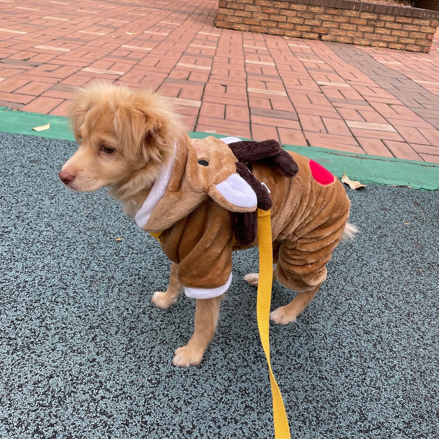 똥꼬발랄 세리 잘 지내용