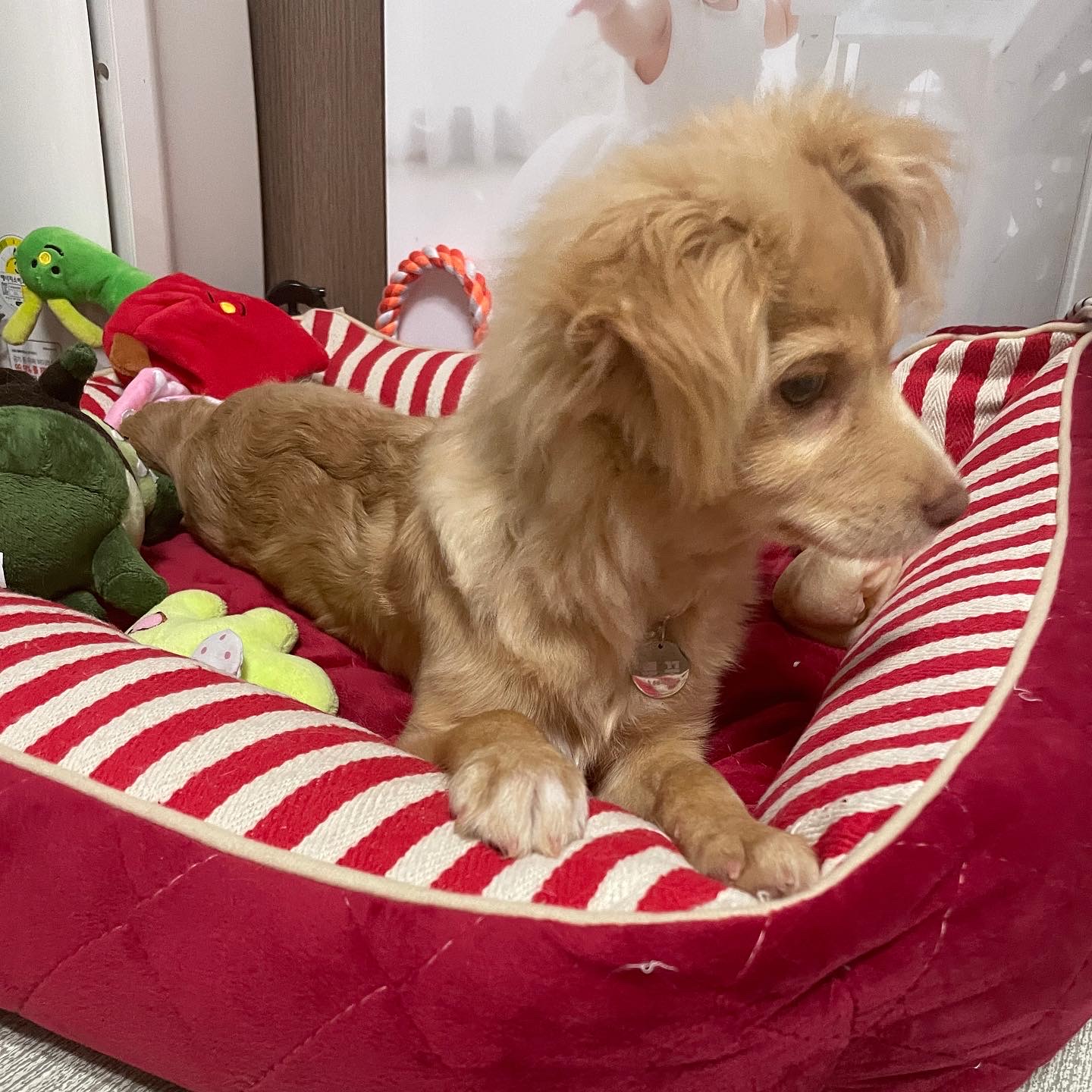 똥꼬발랄 세리 잘 지내용