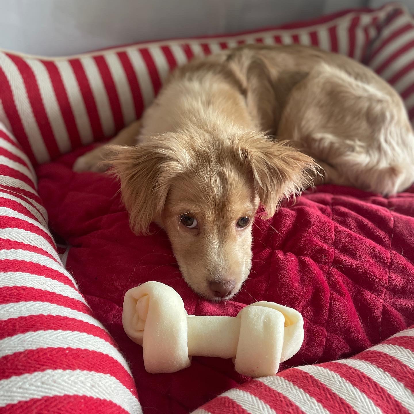 똥꼬발랄 세리 잘 지내용