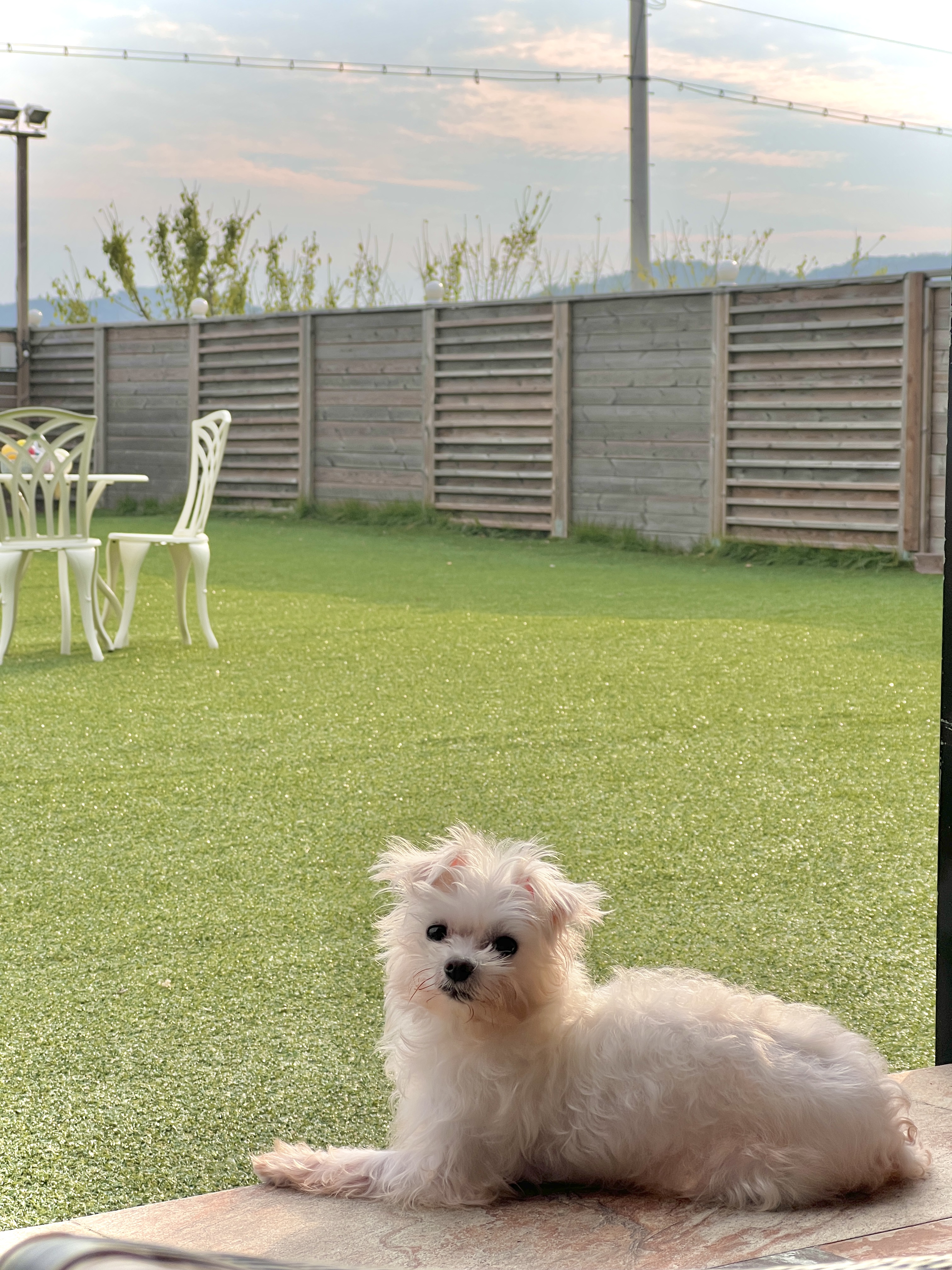 (구) 삼원이 (현) 미소 3개월차 임보 후기