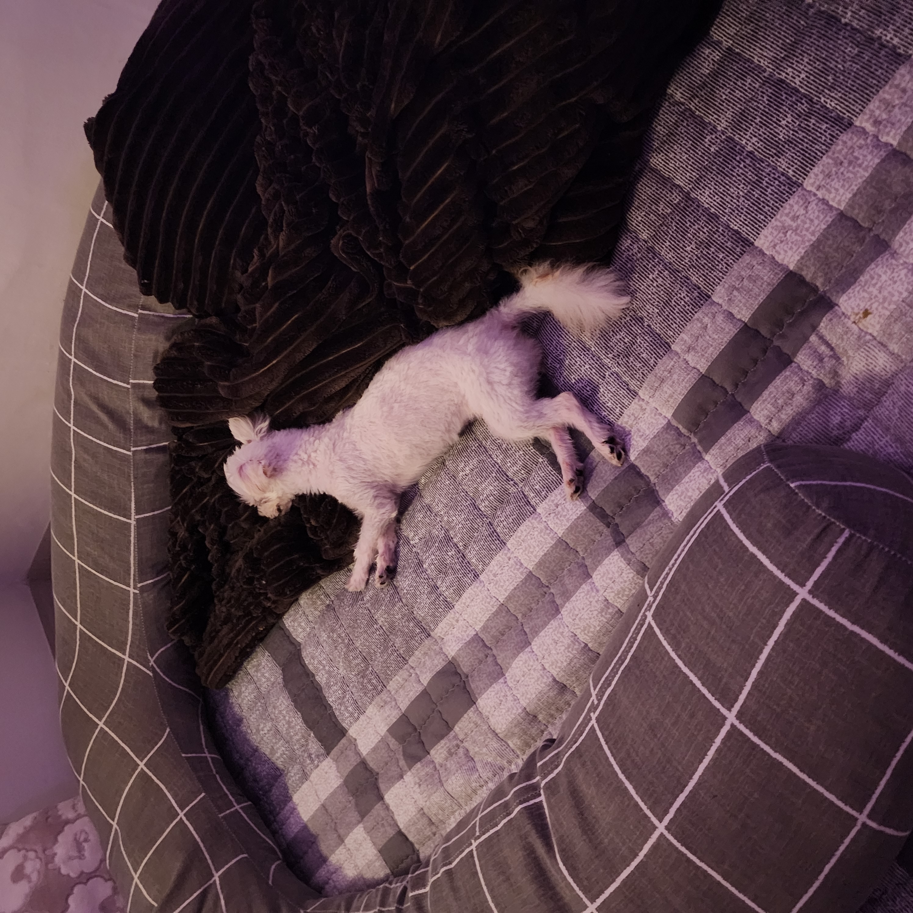 (구) 삼원이 (현) 미소 3개월차 임보 후기