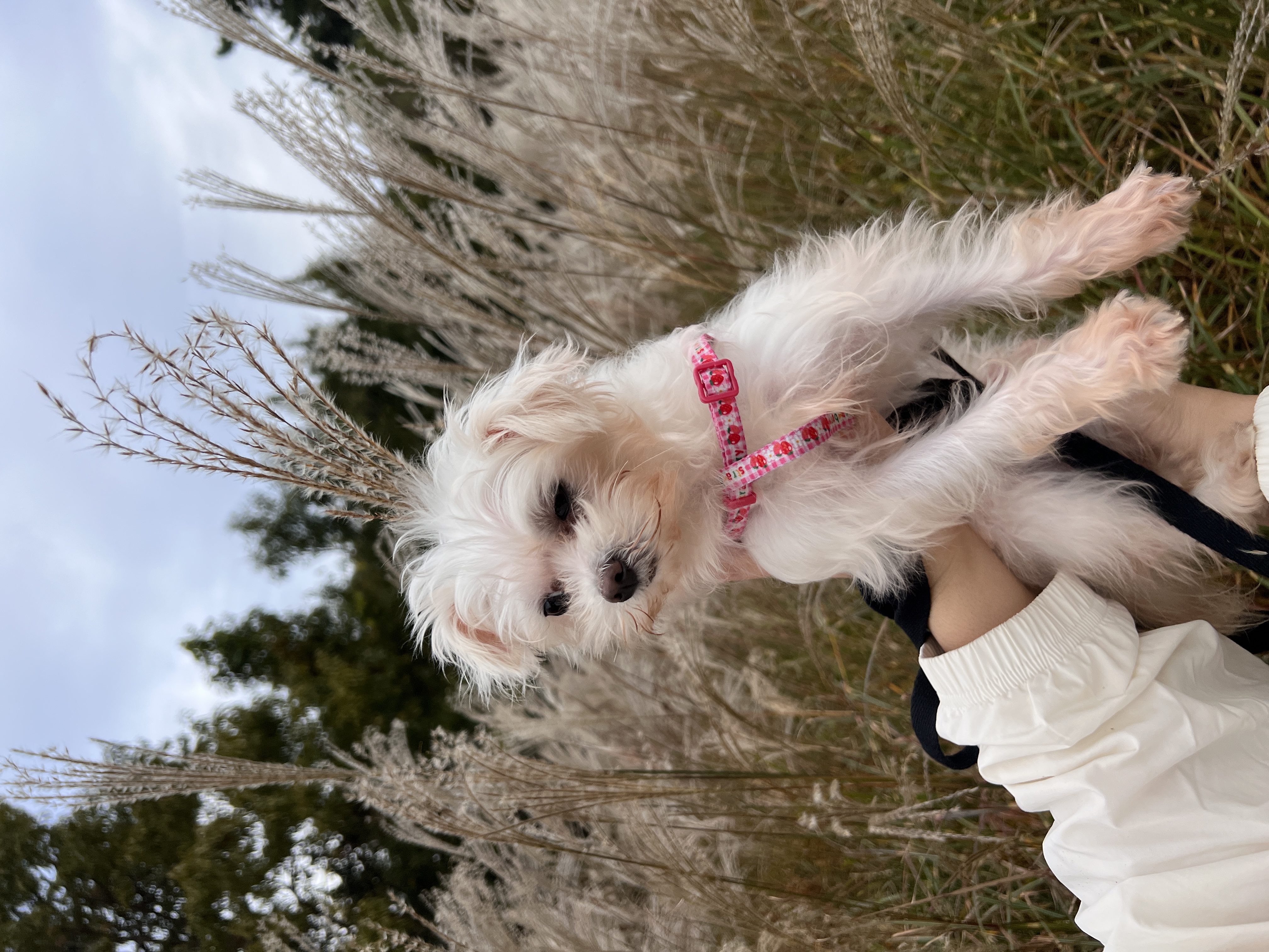 (구) 삼원이 (현) 미소 3개월차 임보 후기