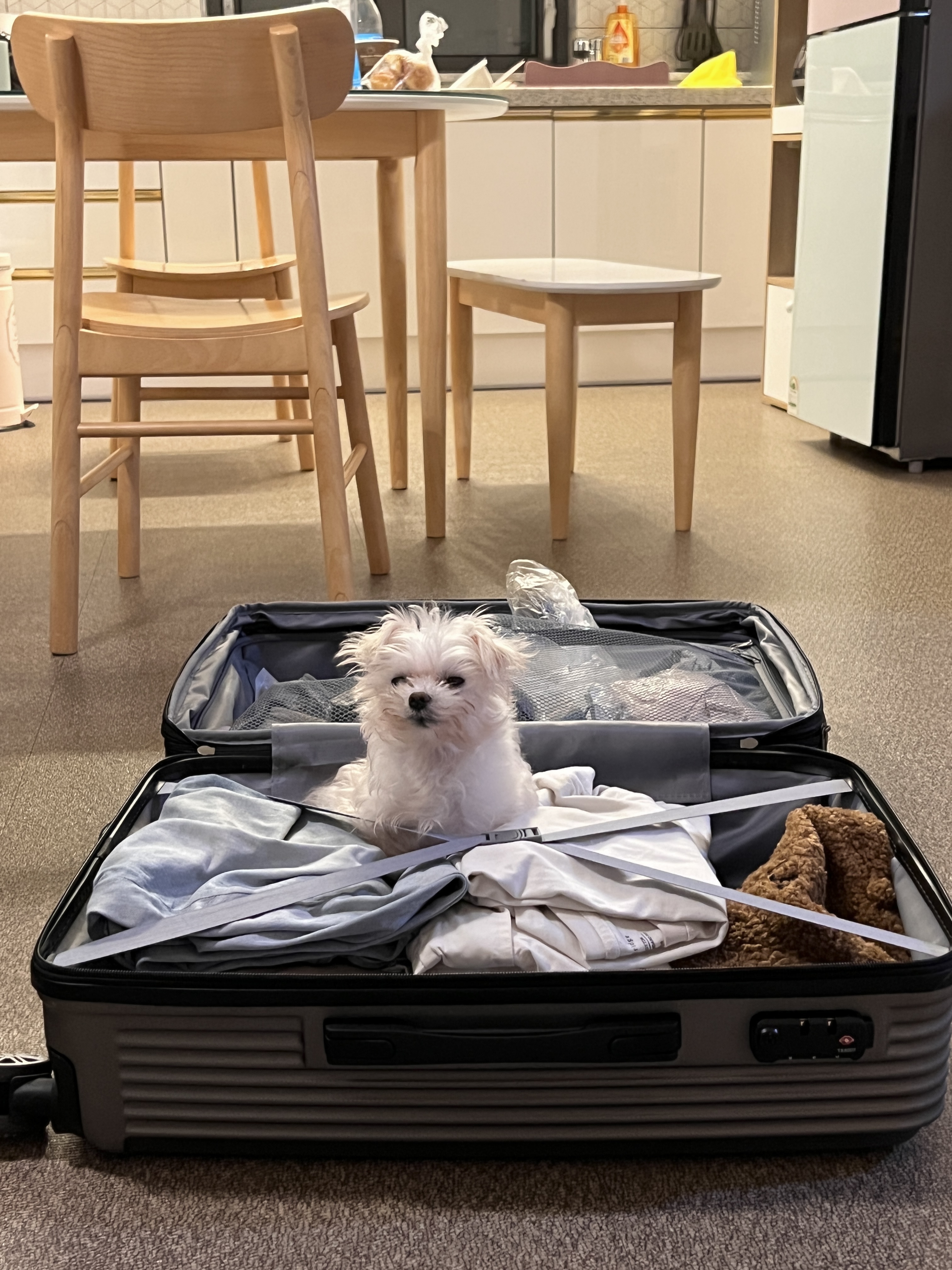 (구) 삼원이 (현) 미소 3개월차 임보 후기