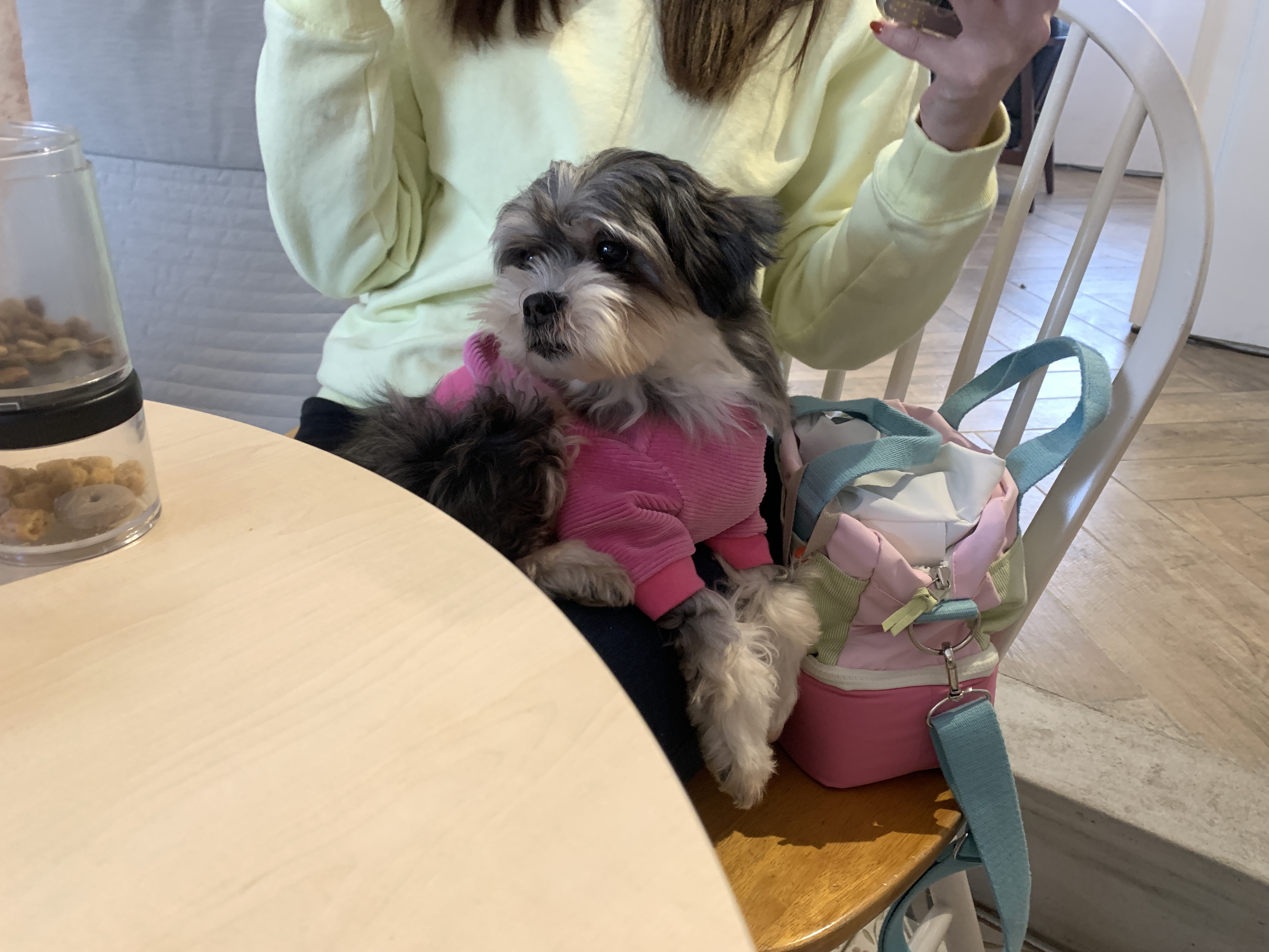 삼공(순심)이 임시보호 3개월차 입니다!