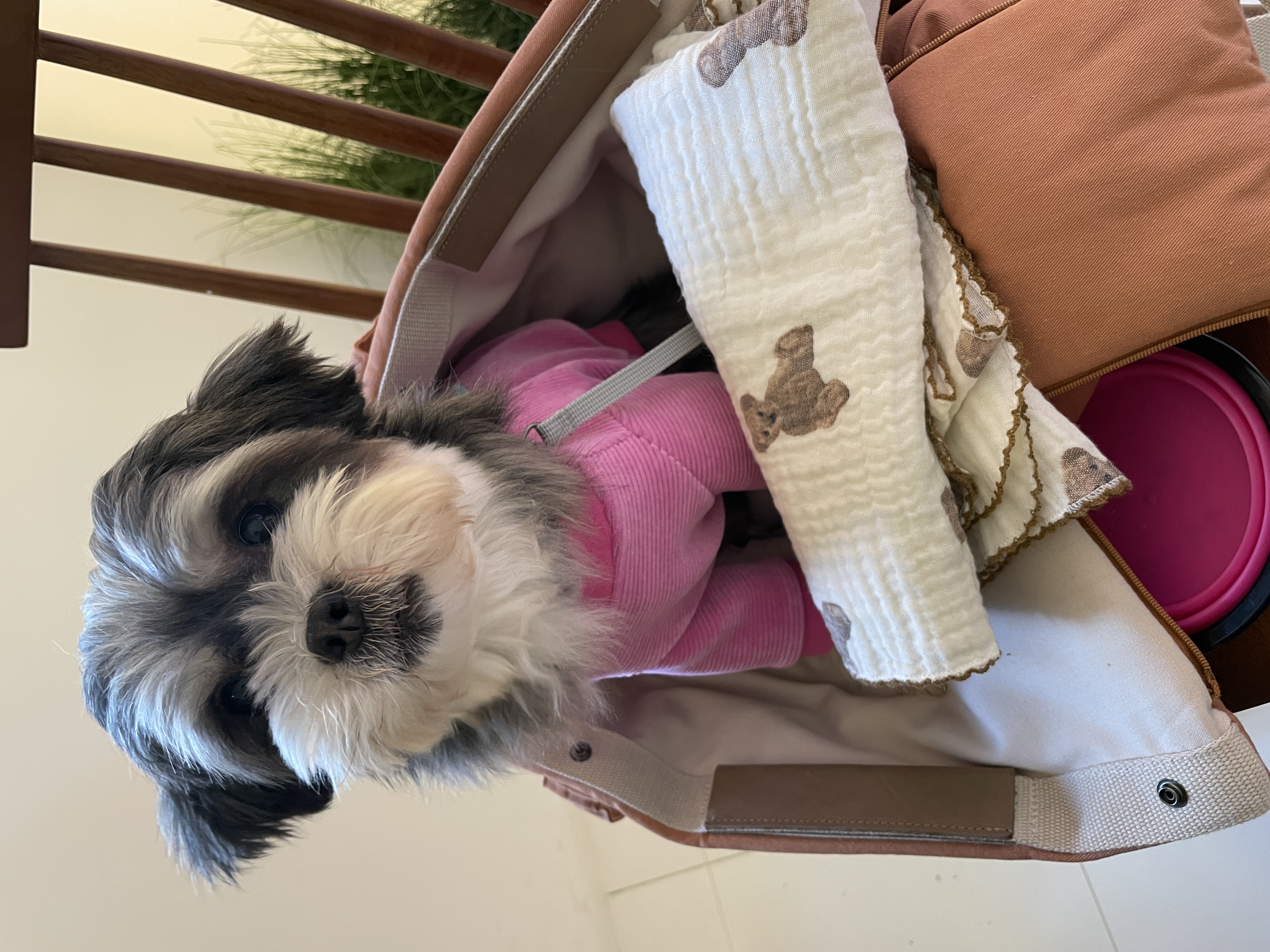 삼공(순심)이 임시보호 3개월차 입니다!