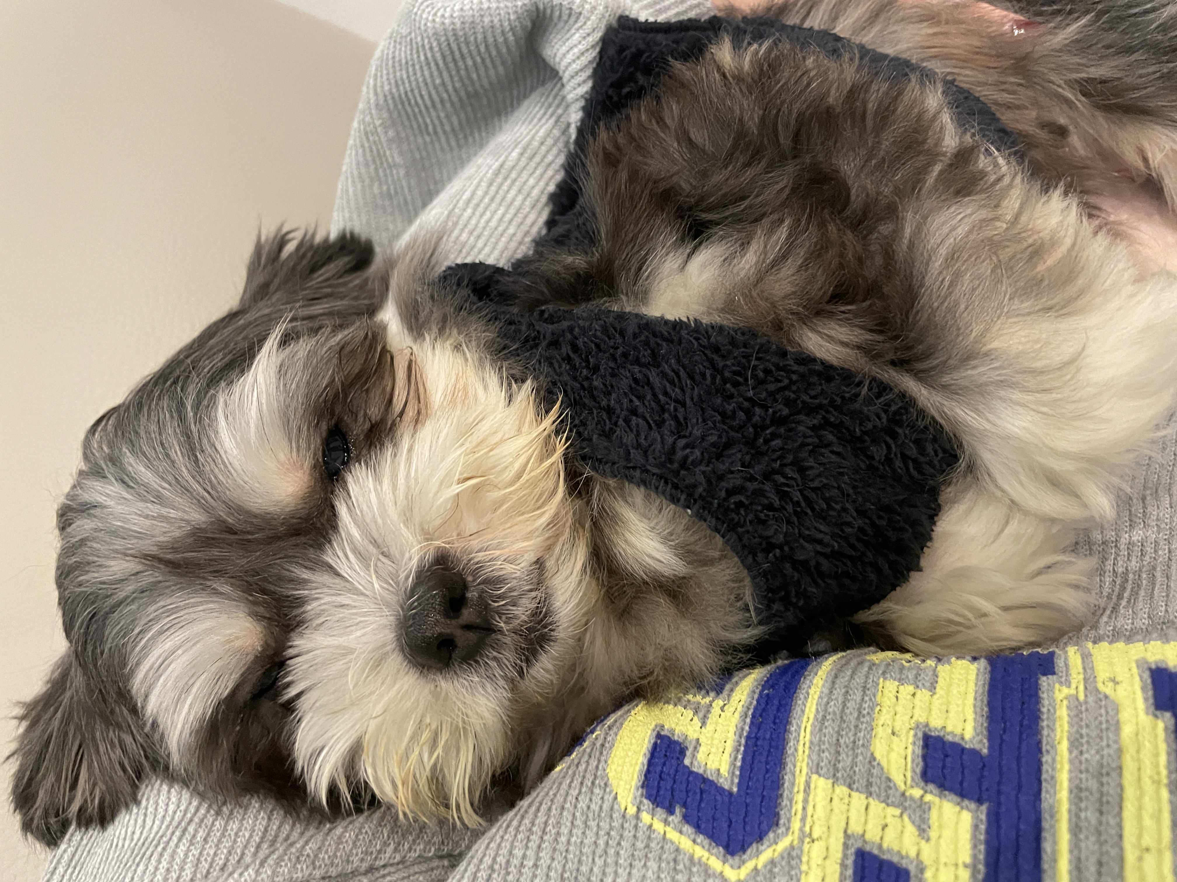 삼공(순심)이 임시보호 3개월차 입니다!