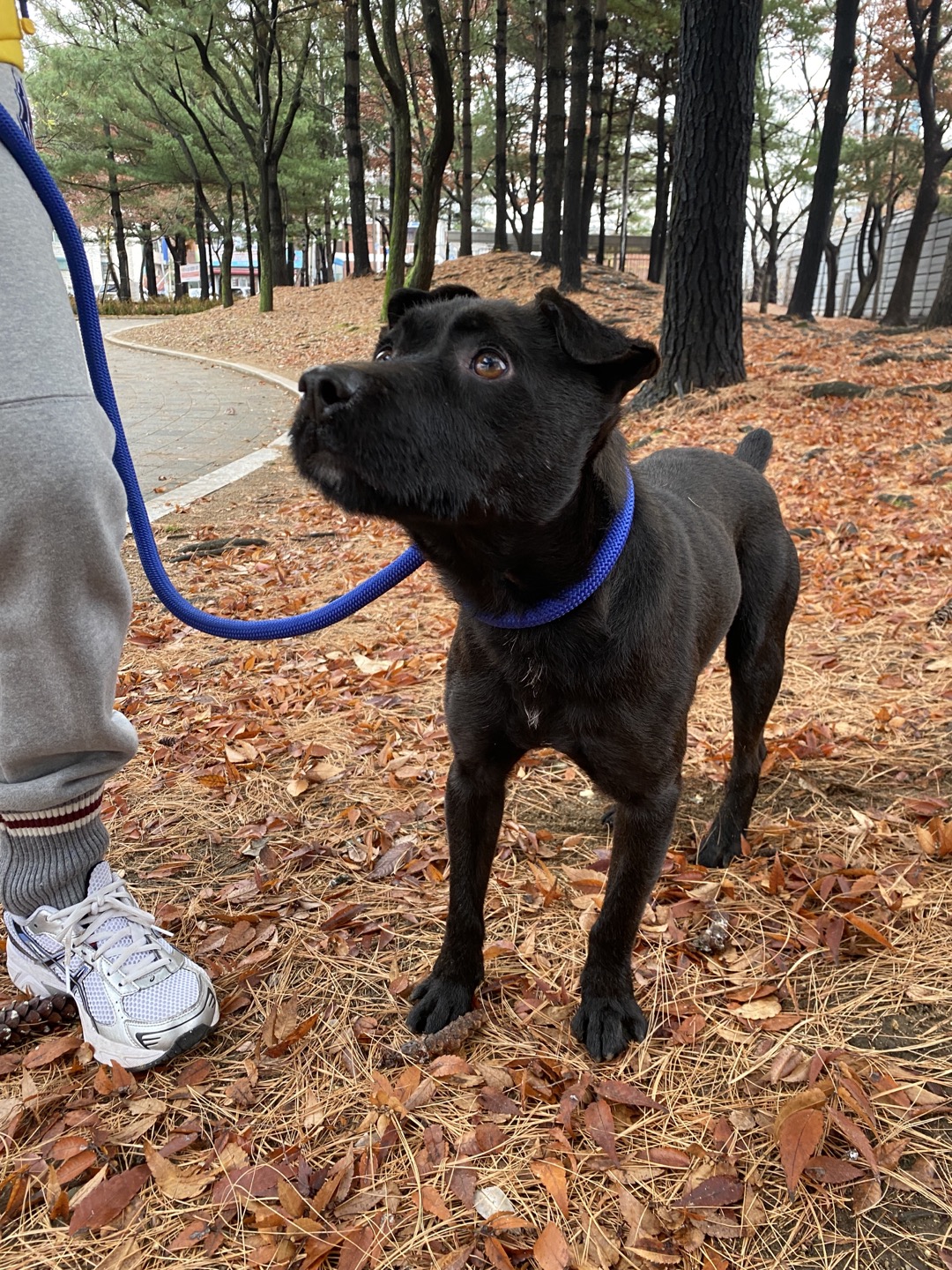 (구구.깜시), (구,온기) 현. 제로 일주일 입양후기